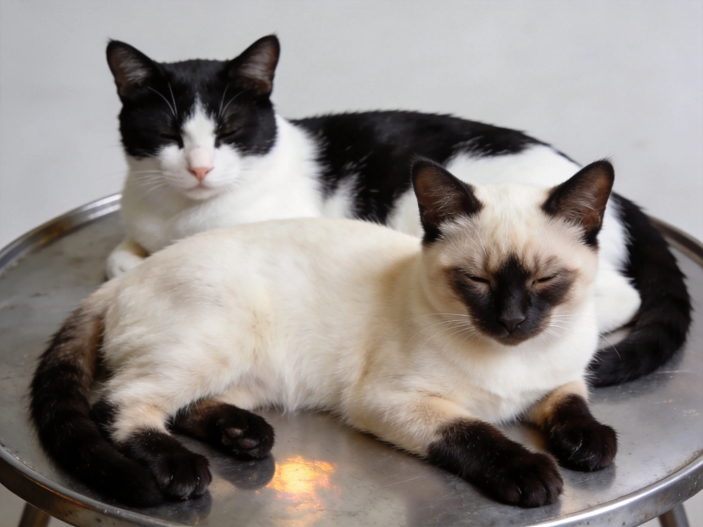 Two cats of contrasting colors rest together on a metallic surface.