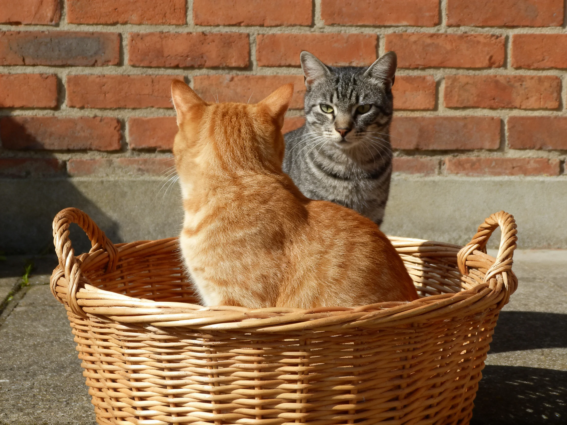 An orange cat and a gray tabby relax in a wicker basket near a brick wall.