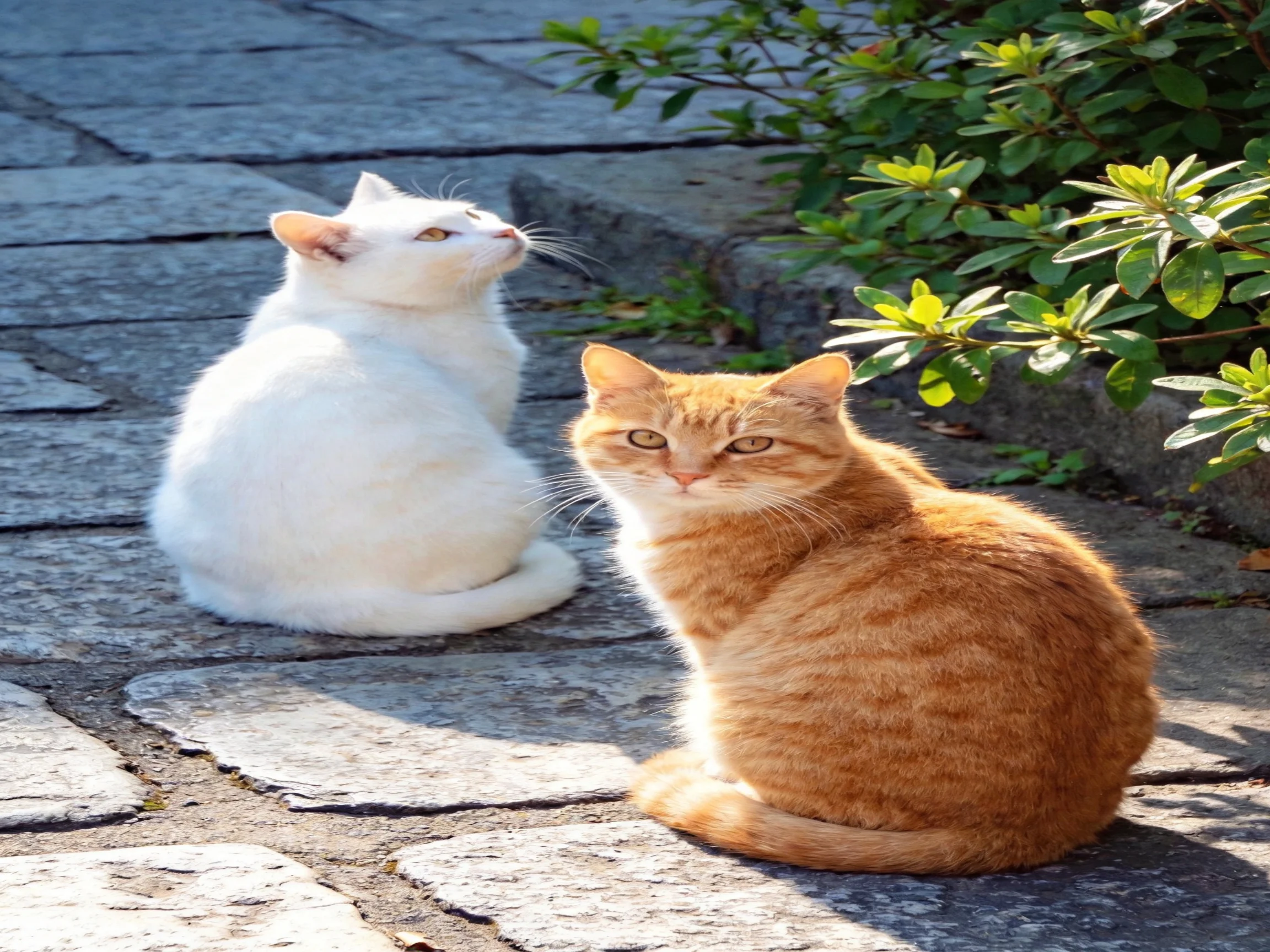 Two cats—one white, one orange—sit on a stone walkway beside greenery