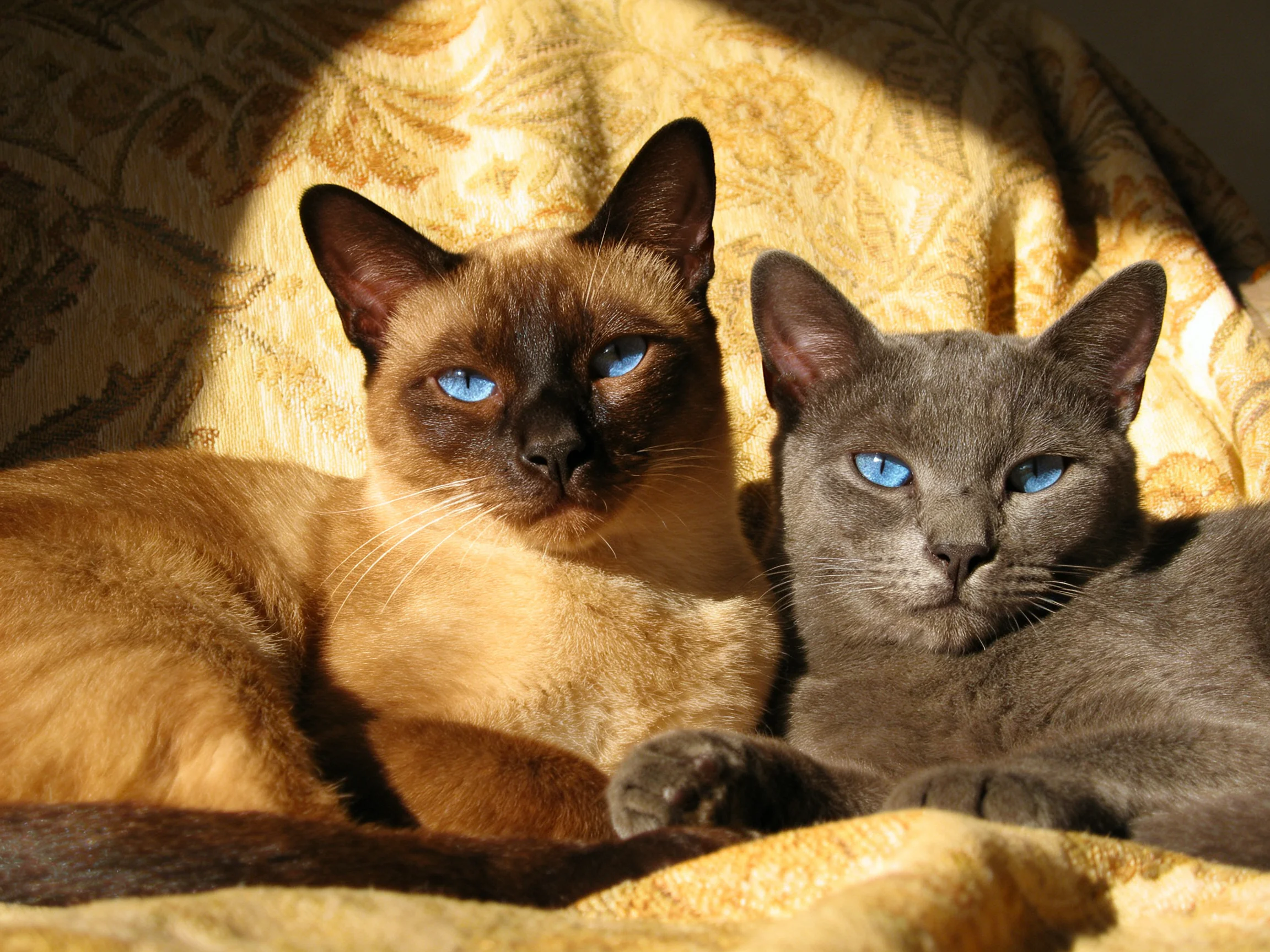 Two cats rest on a golden patterned fabric, one tan Siamese, one gray