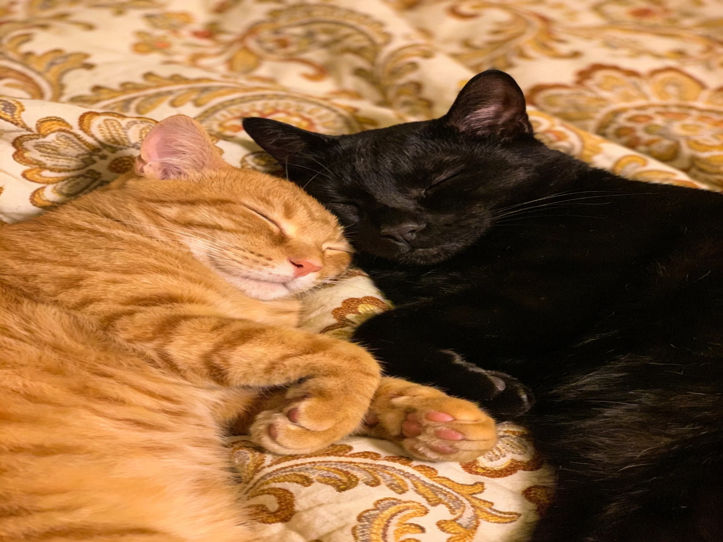 Two orange and black cats sleep together on an ornate patterned fabric