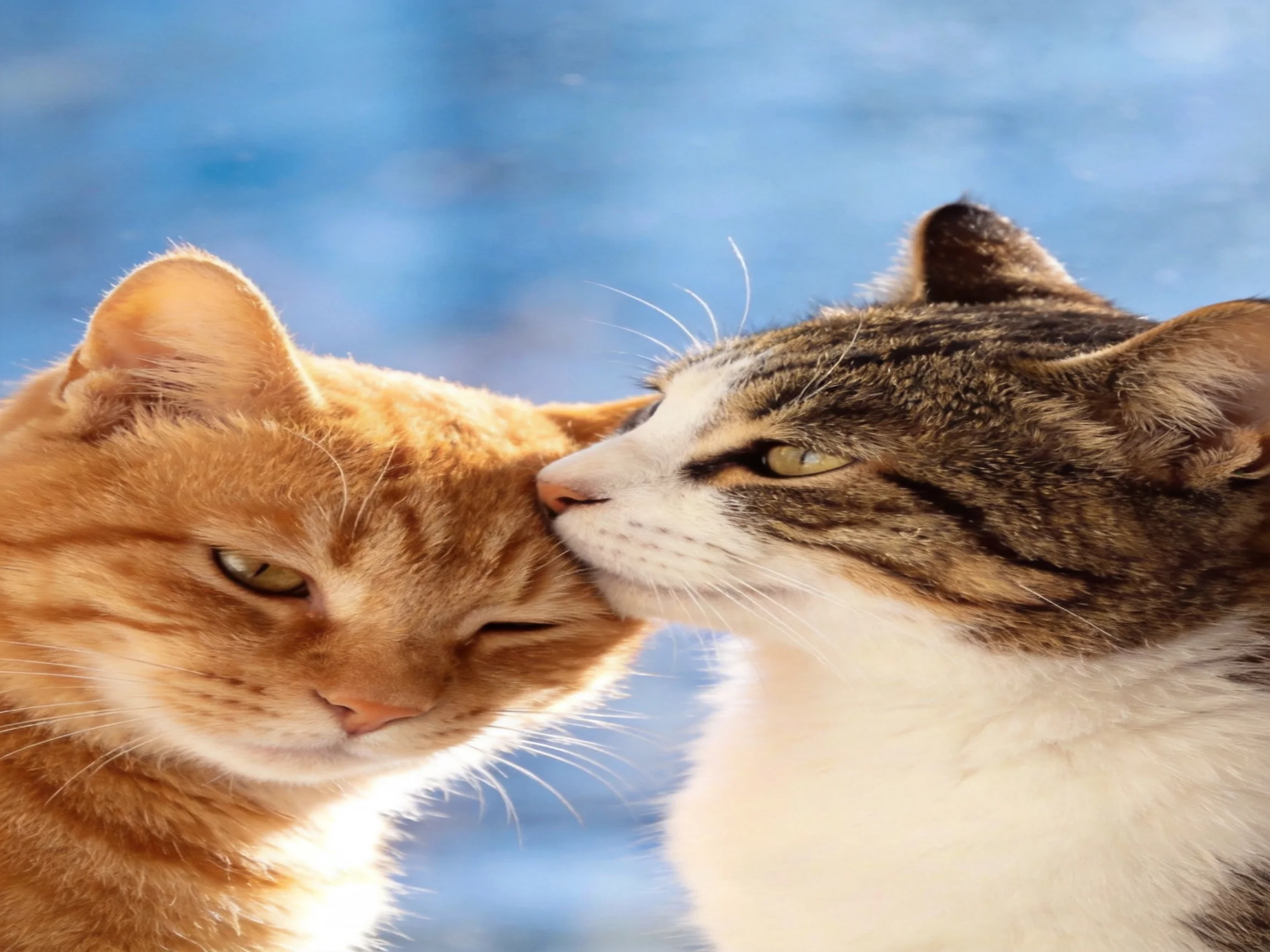 Two orange and tabby cats nuzzling affectionately against a blue backdrop