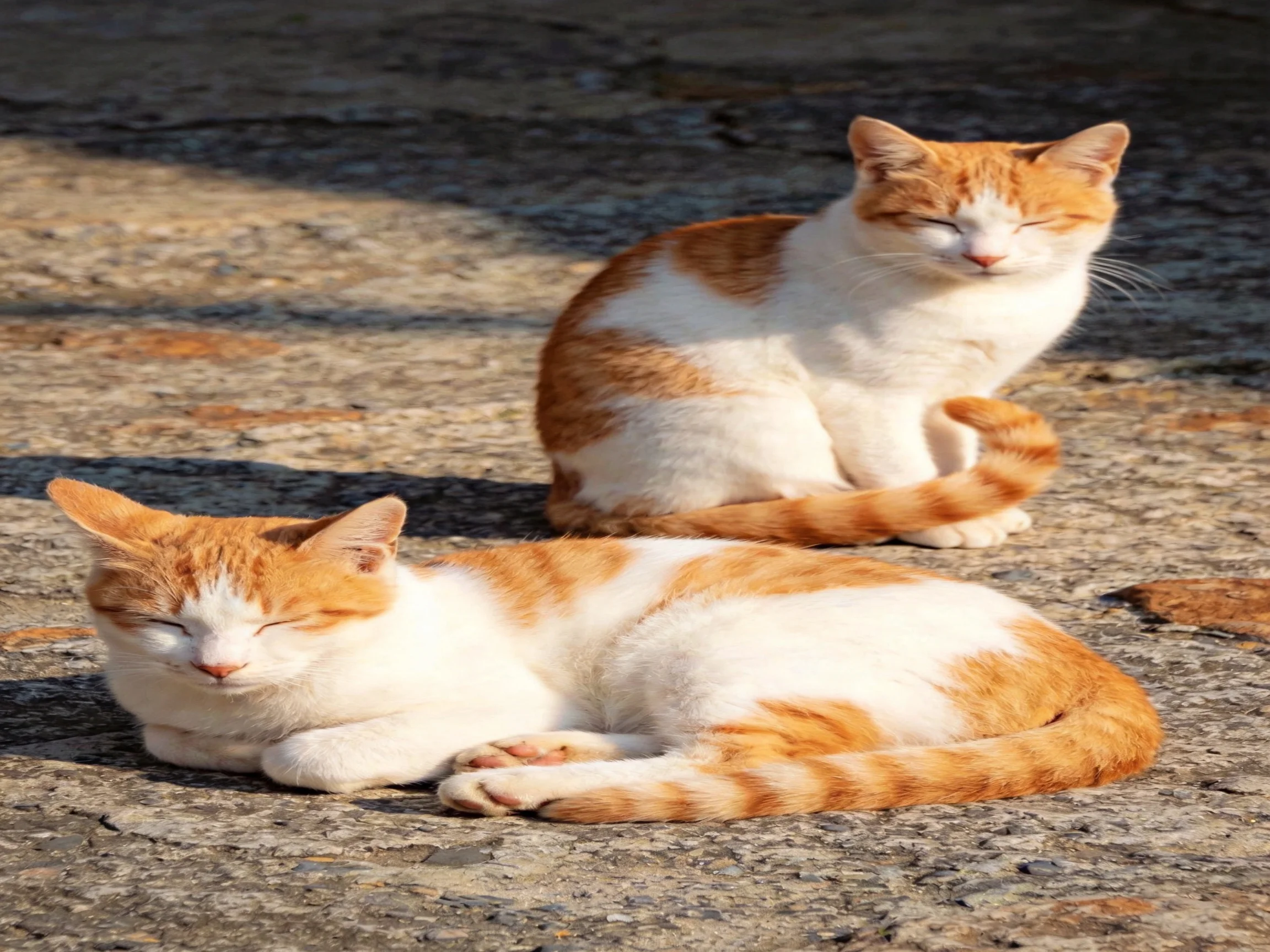 Two orange and white cats relax on a textured stone pavement
