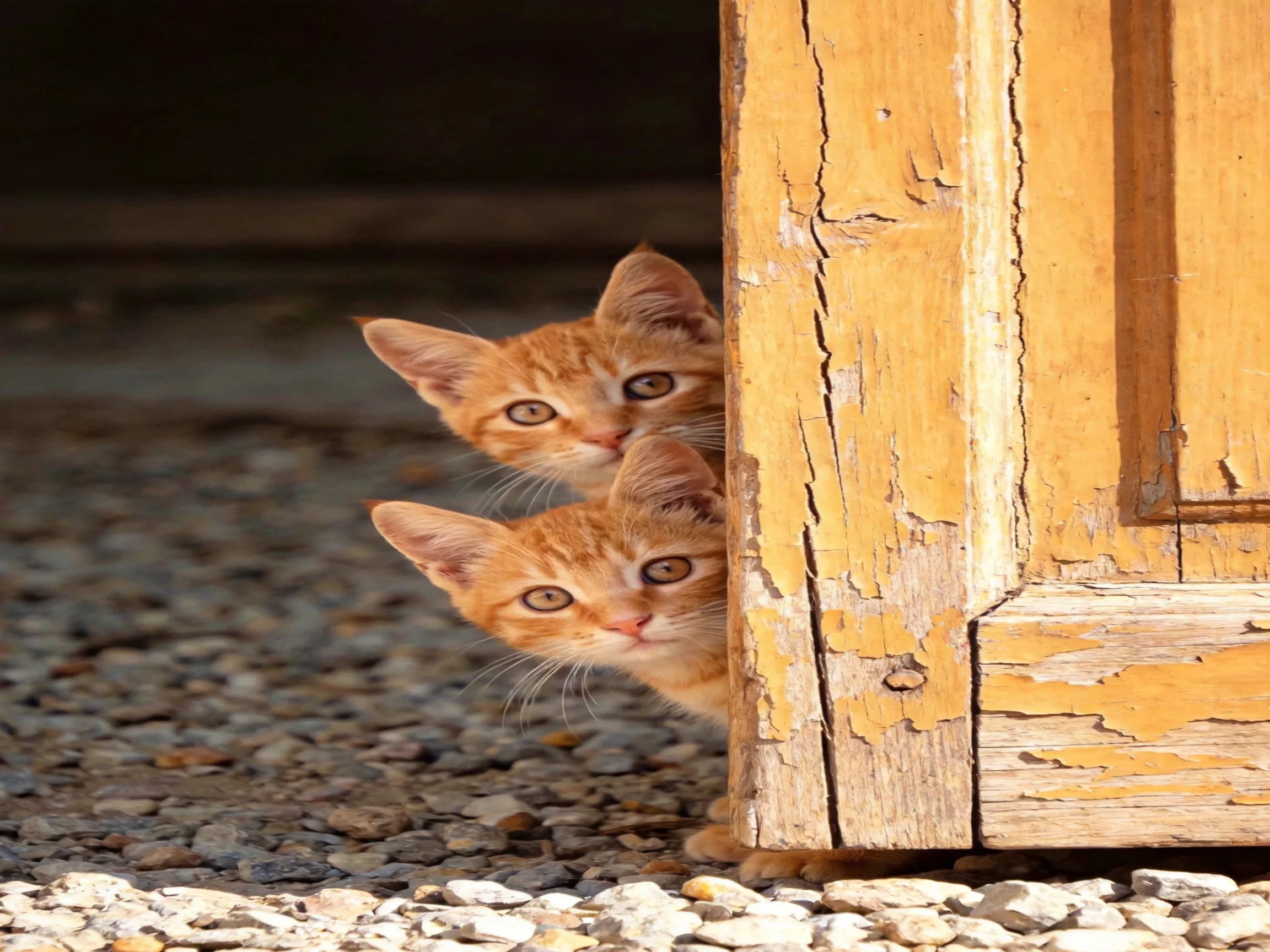 Two orange kittens peek from behind a weathered yellow wooden frame