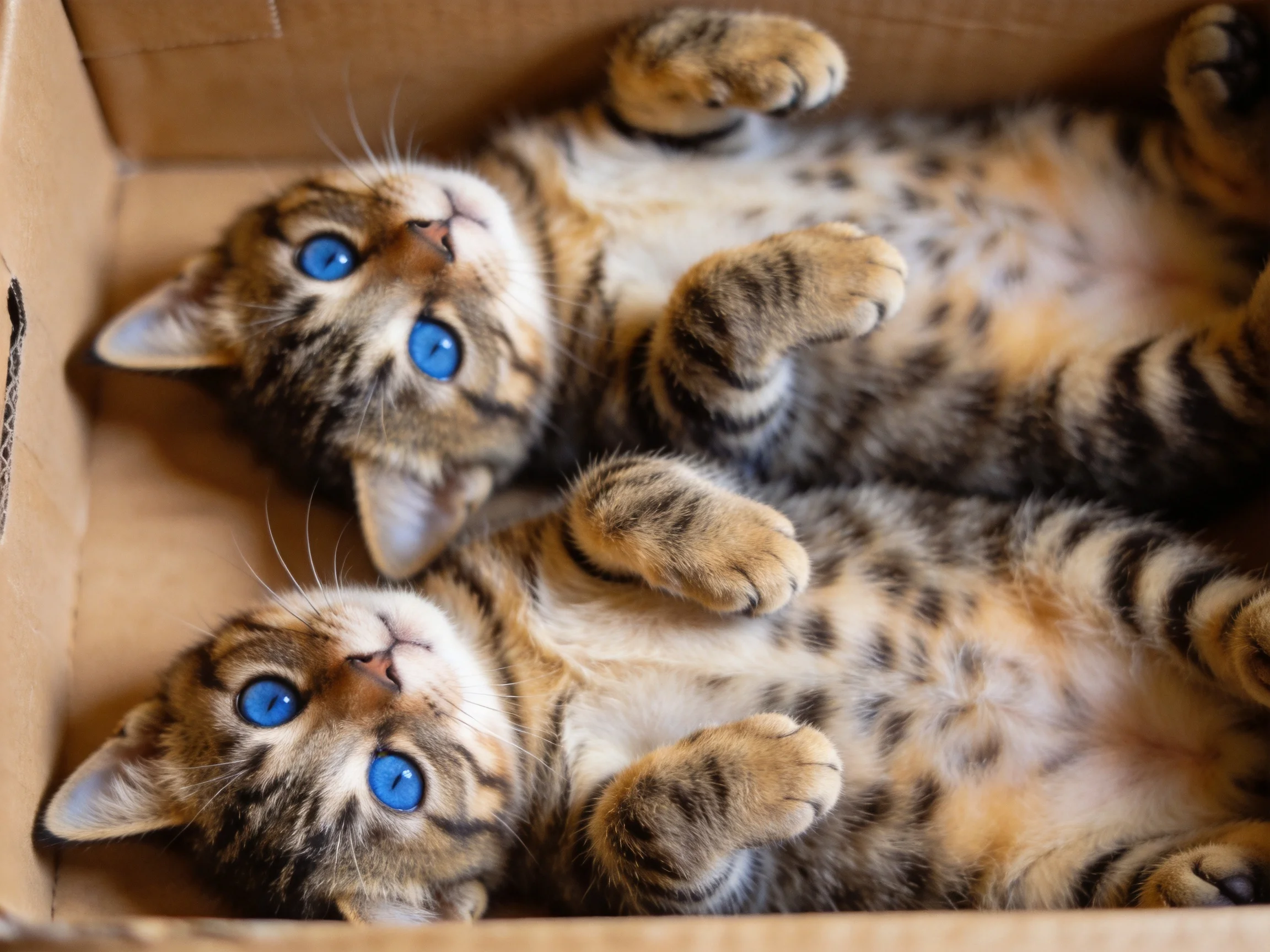 Two spotted kittens with bright blue eyes rest in a cardboard box