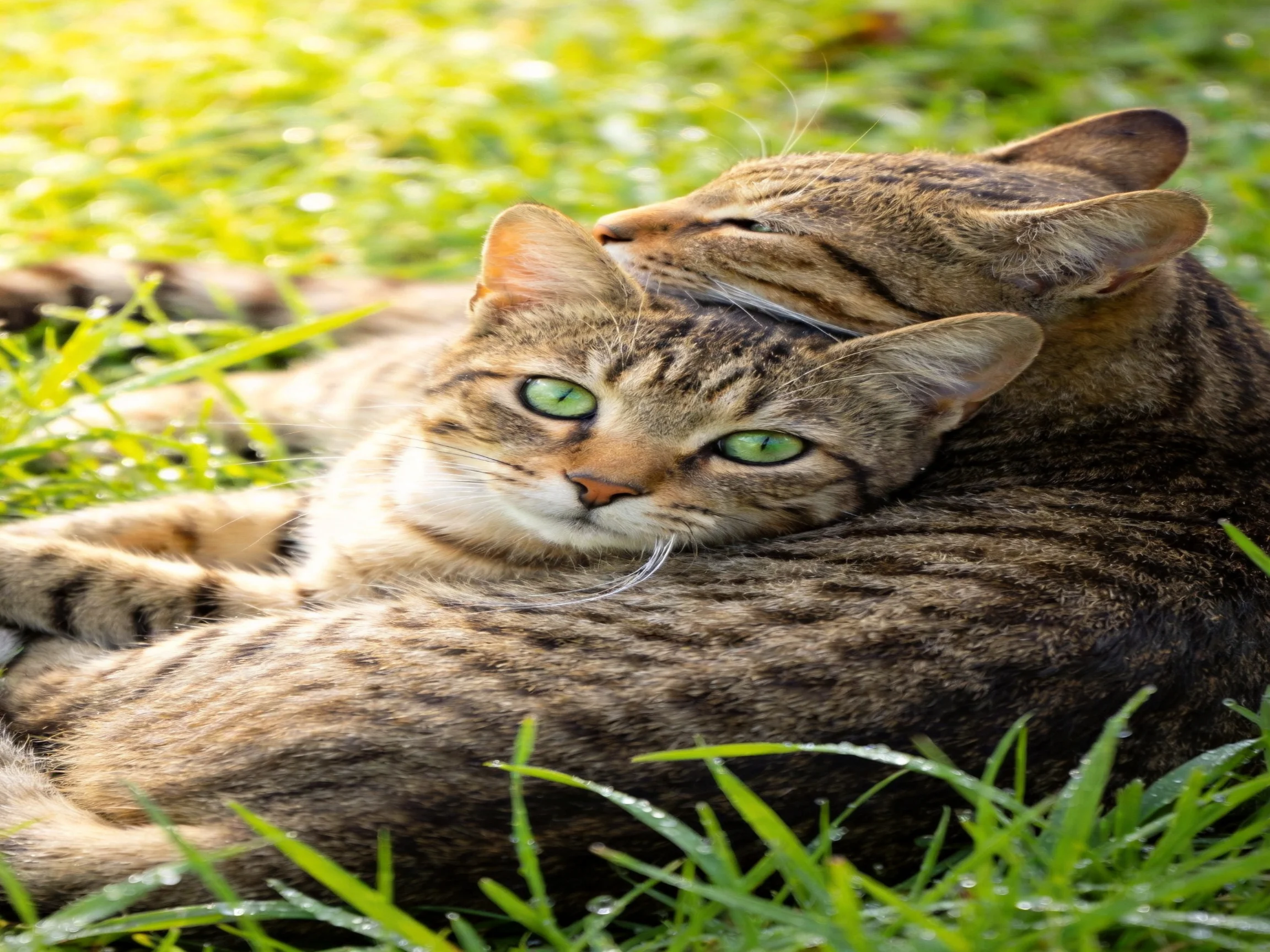 Two tabby cats nuzzle in sunlit green grass