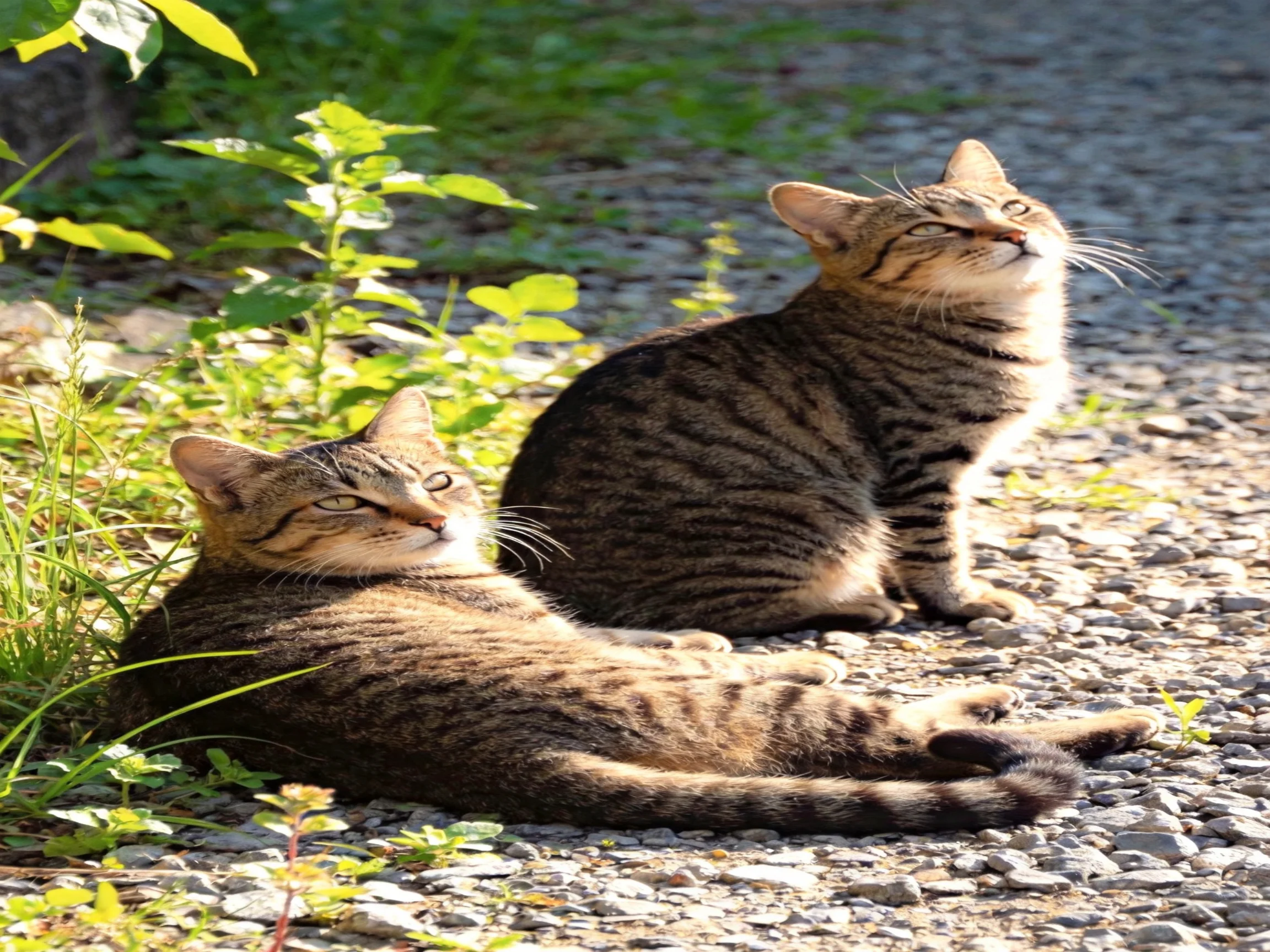 Two tabby cats relax on a sunlit gravel path near green plants