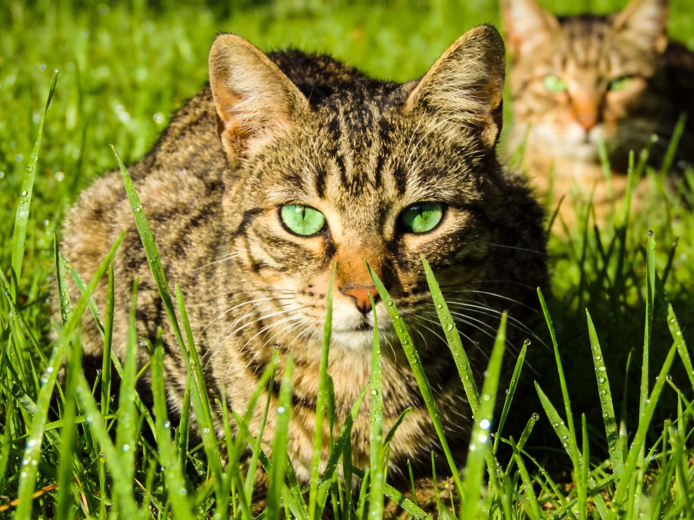 Two tabby cats with bright green eyes rest in dewy grass