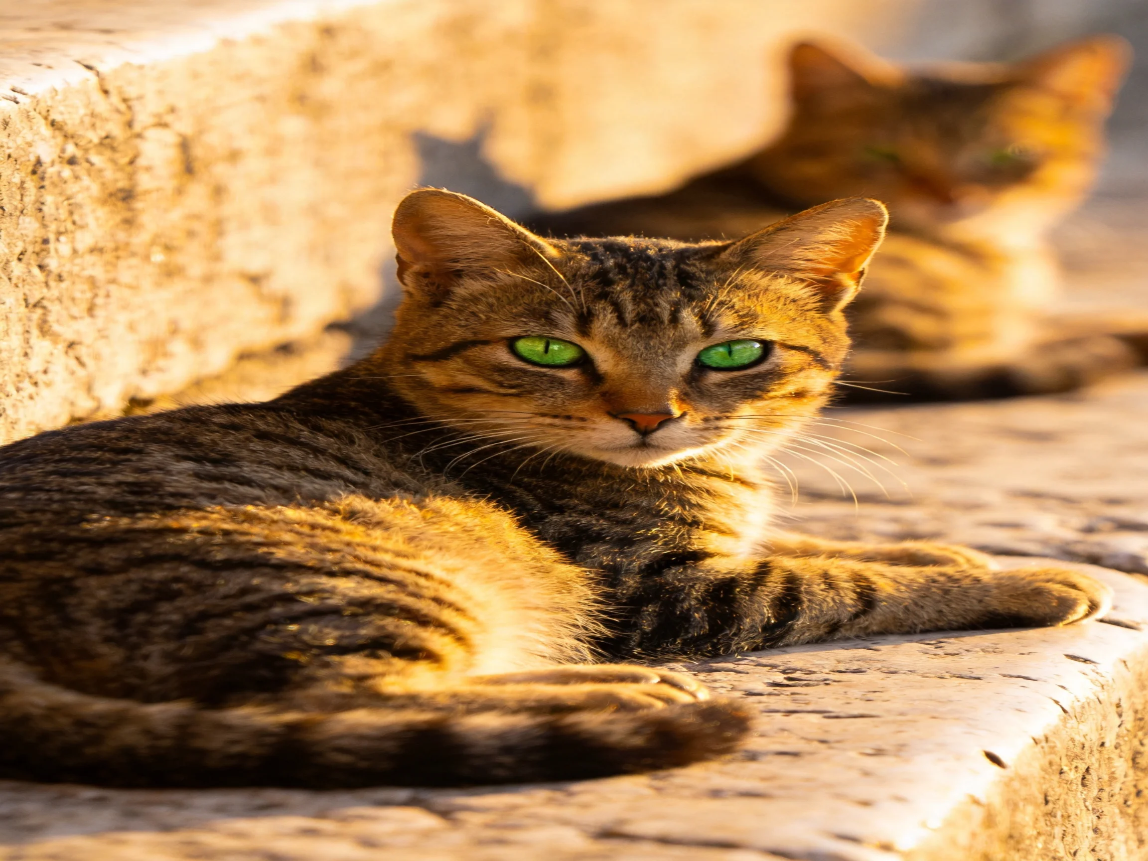 Two tabby cats relax on sunlit stone steps outdoors.