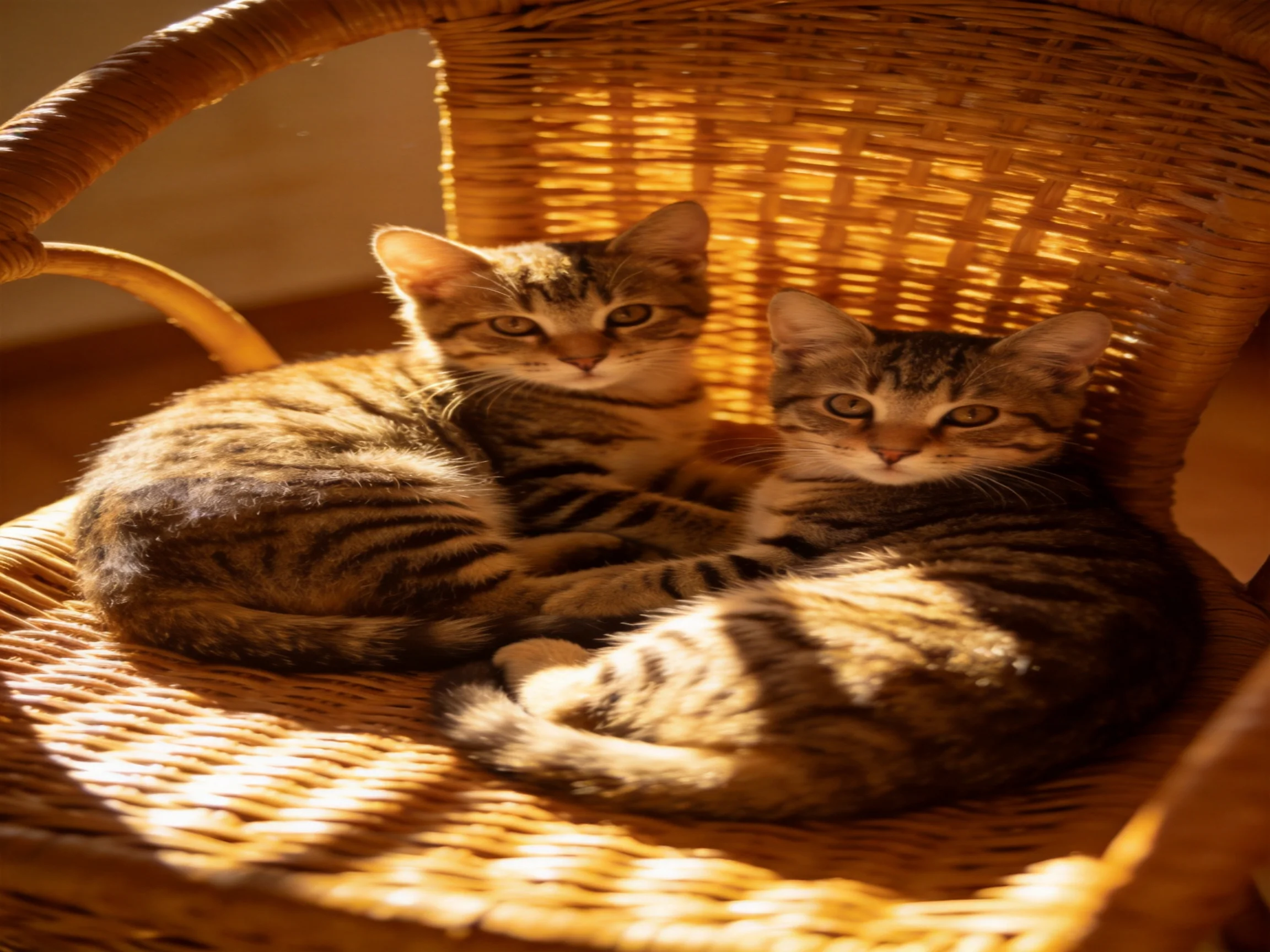 Two tabby kittens rest on a woven wicker chair in golden sunlight