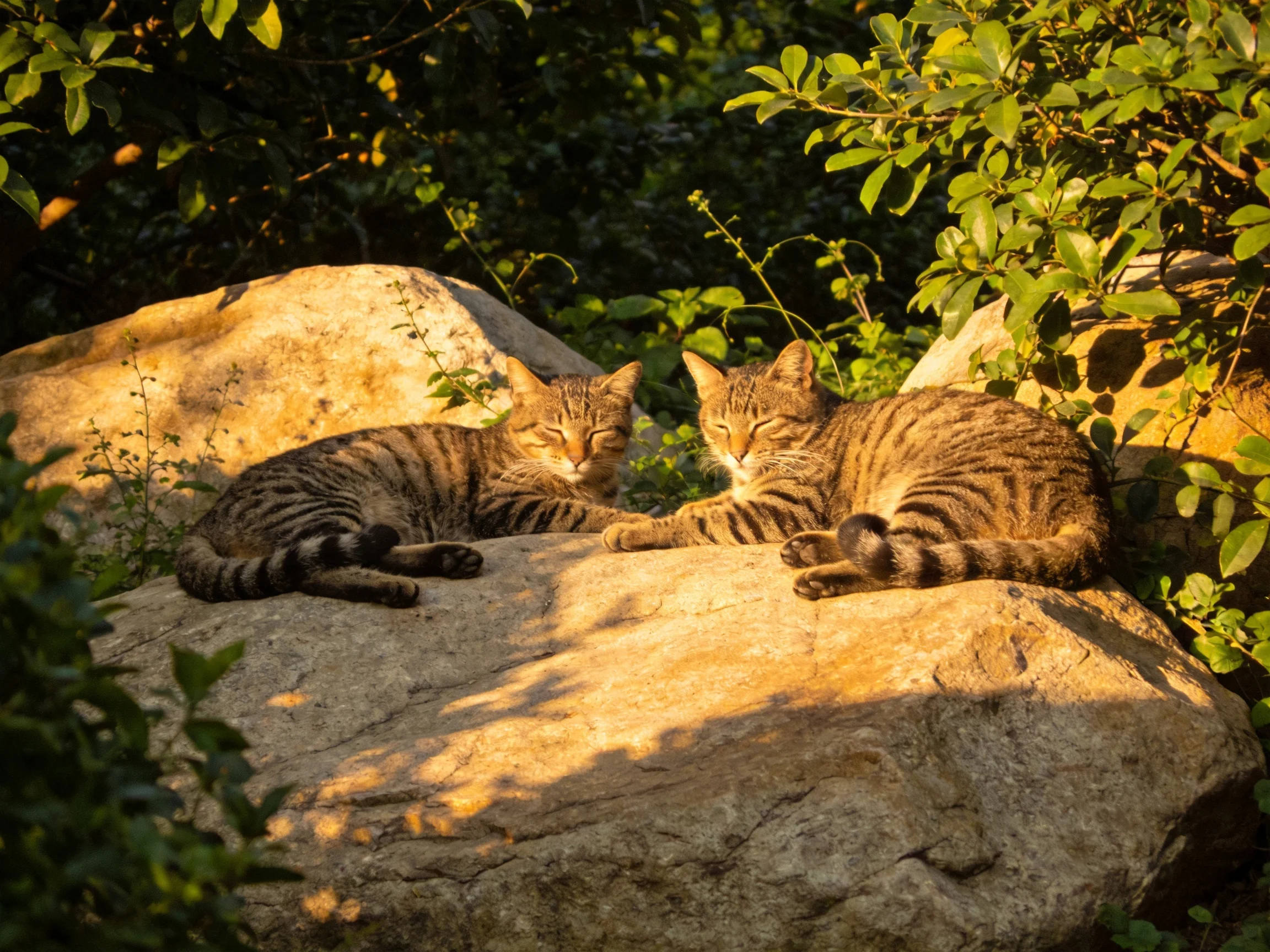 Two tabby cats lie together on rocks in a sunlit outdoor area.