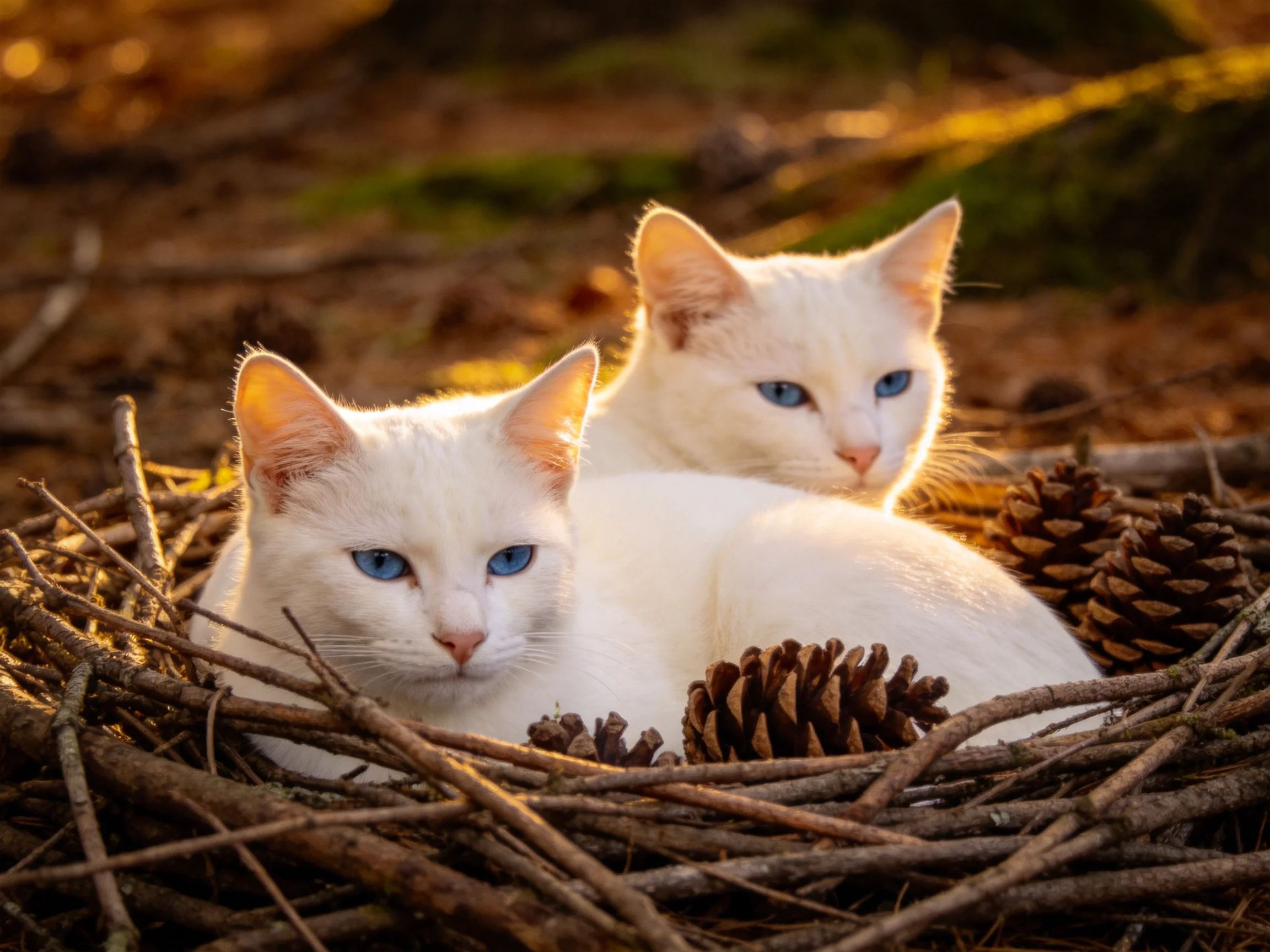 Two white cats sit together in a twig nest among pine cones