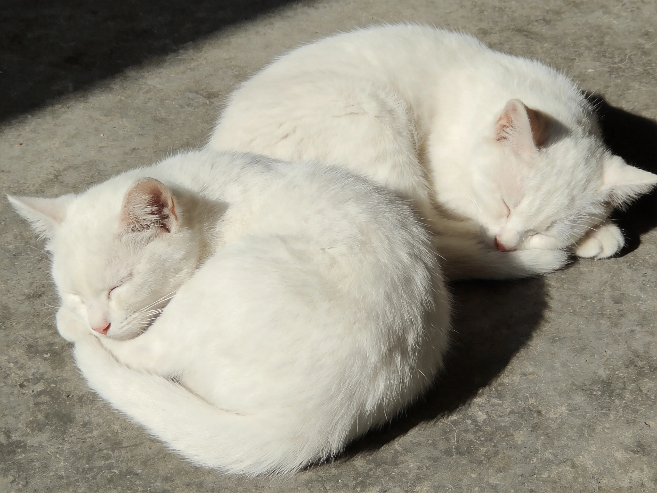 Two white kittens curled on a smooth concrete surface