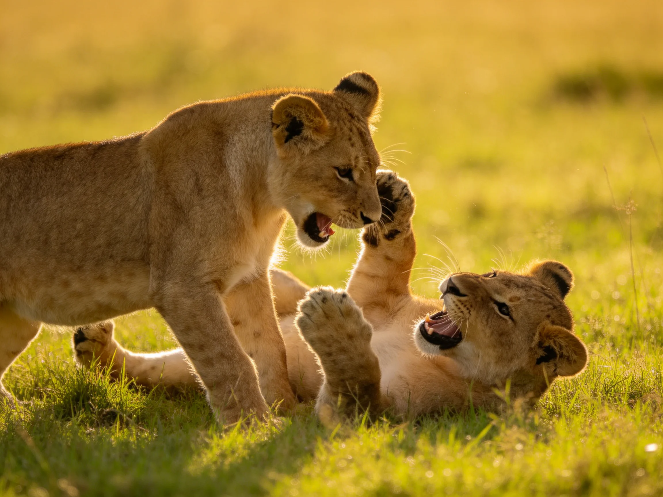 Two young lion cubs playfully interacting in a sunlit savannah