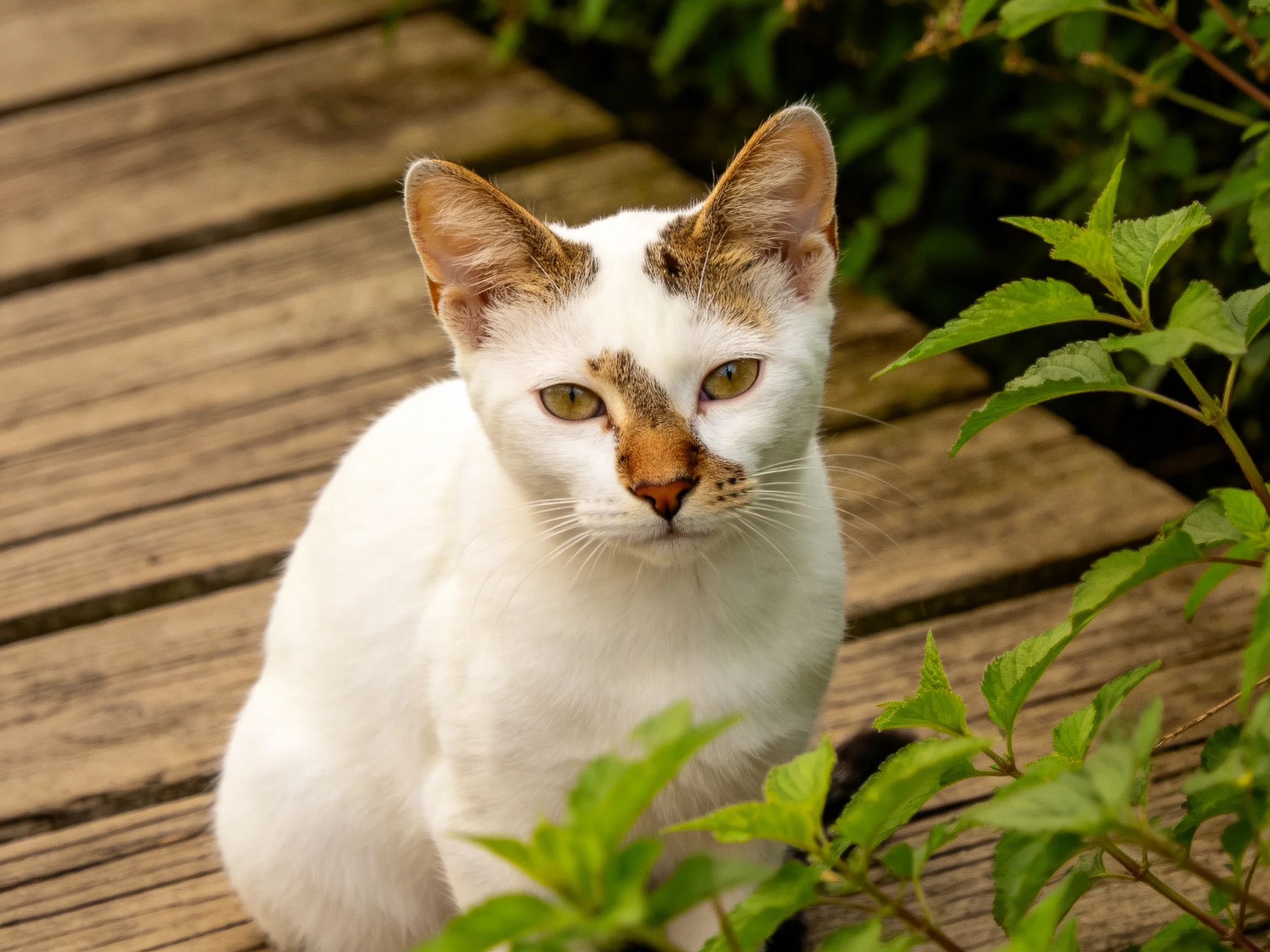 A white and tan cat sits on wooden planks among green plants.