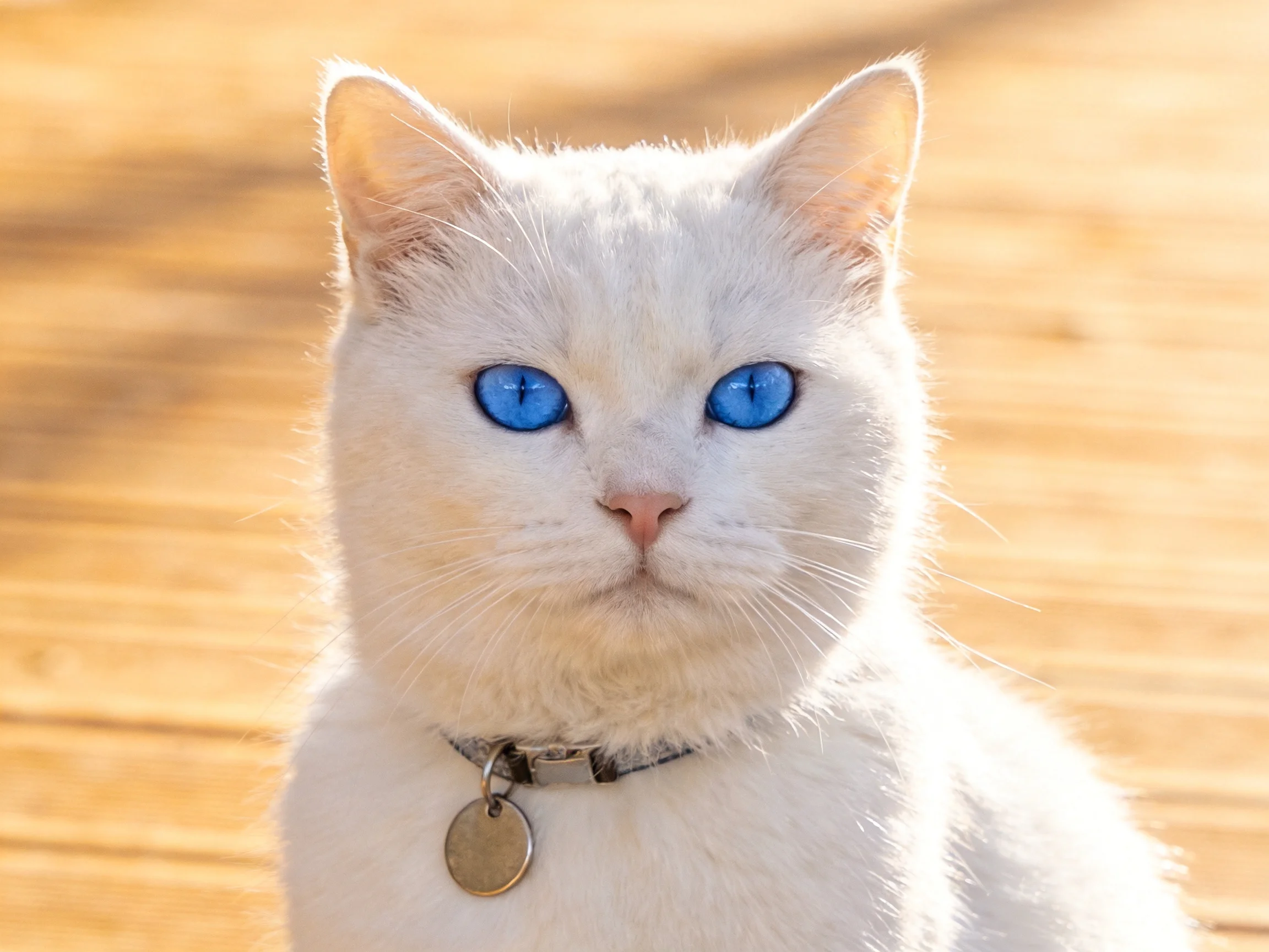 A white cat with blue eyes, wearing a collar, sits on wooden planks.