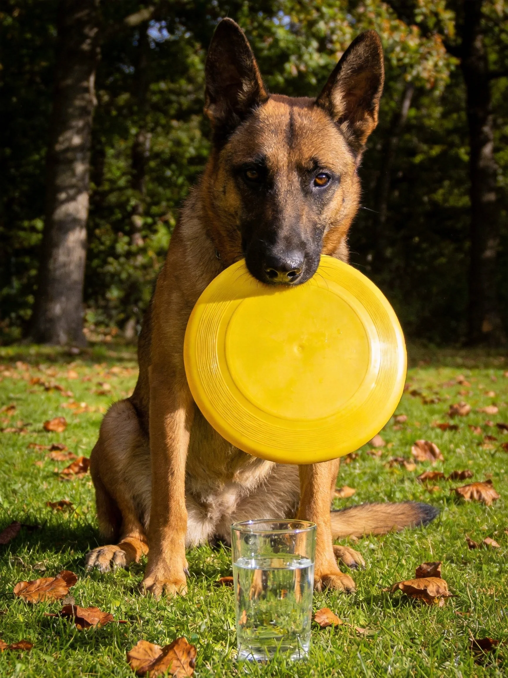 A Belgian Malinois holding a bright yellow frisbee near a glass of water