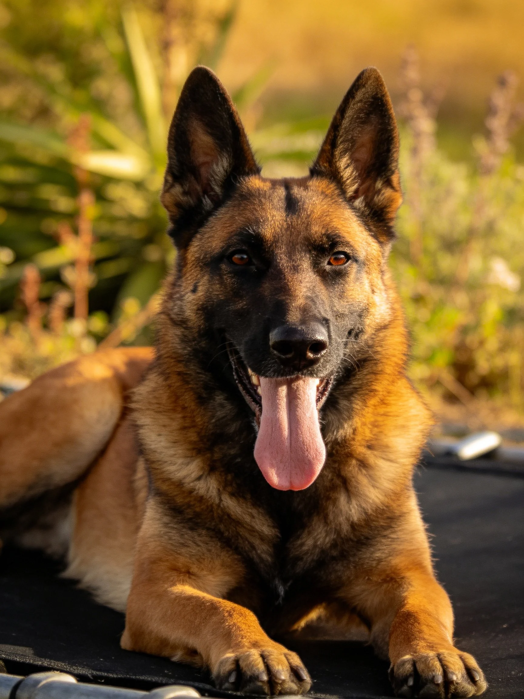 A Belgian Malinois relaxes outdoors amid natural surroundings.
