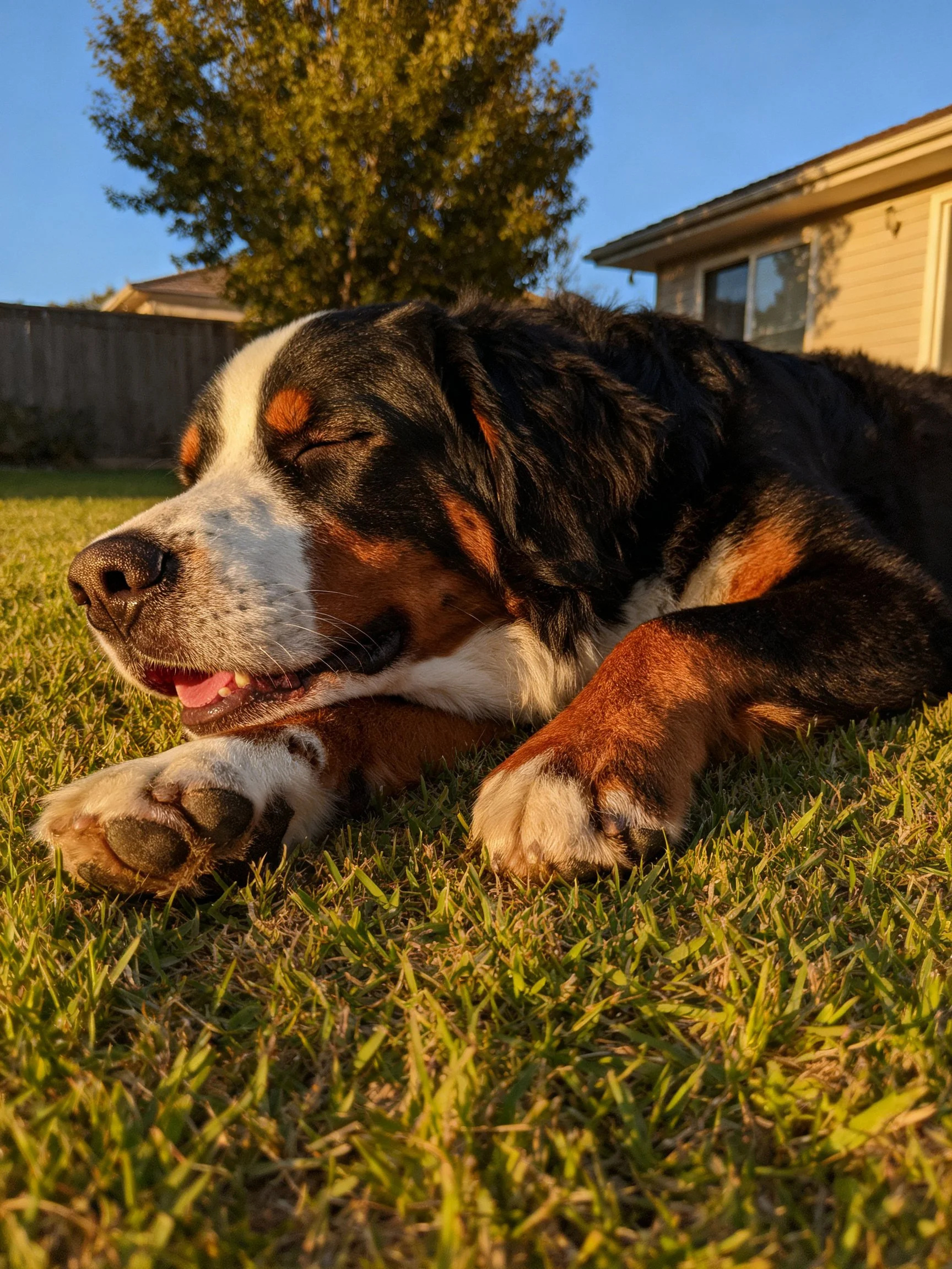 A Bernese Mountain Dog resting on green grass near a house