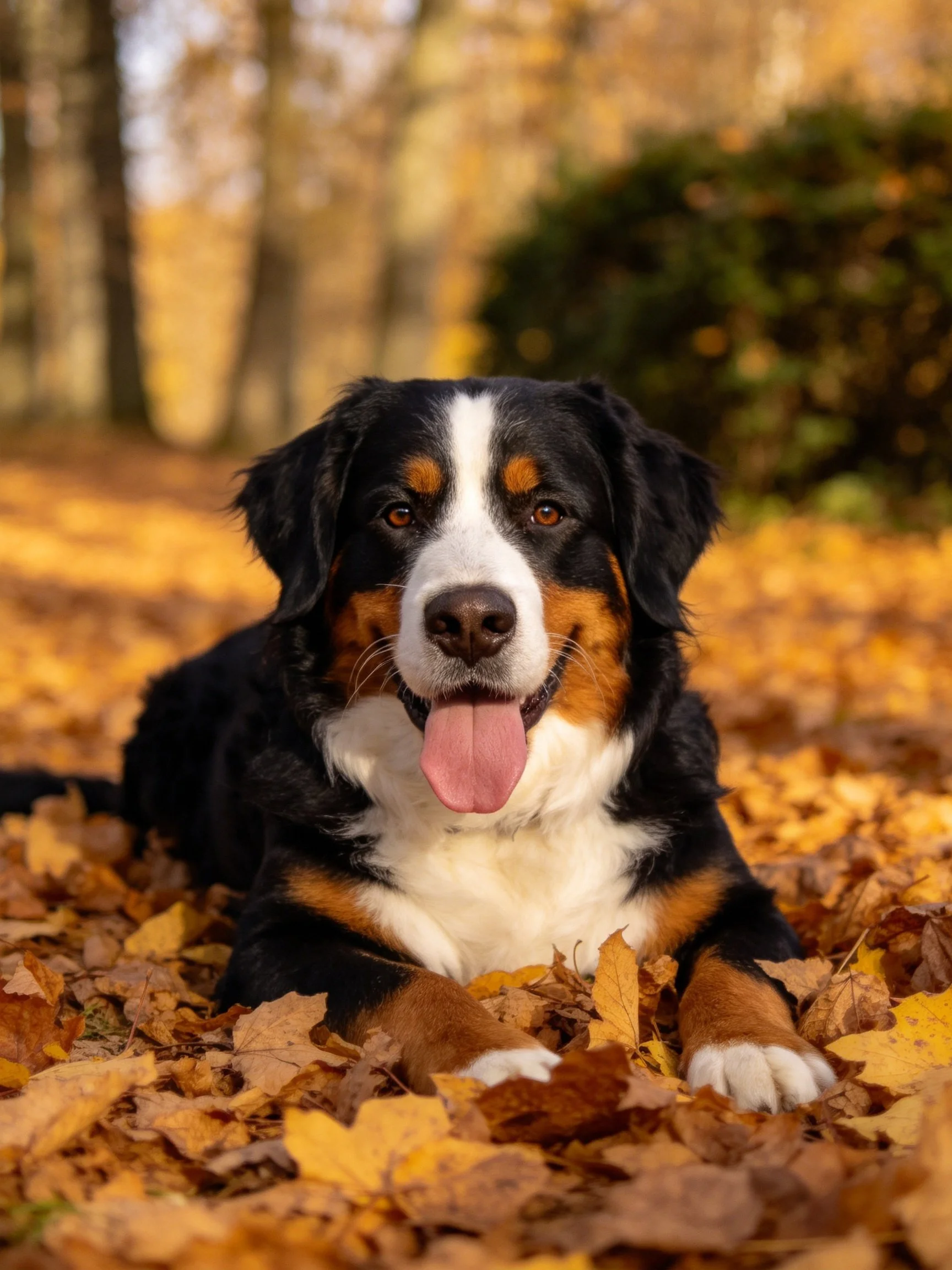 A Bernese Mountain Dog rests amid golden autumn leaves