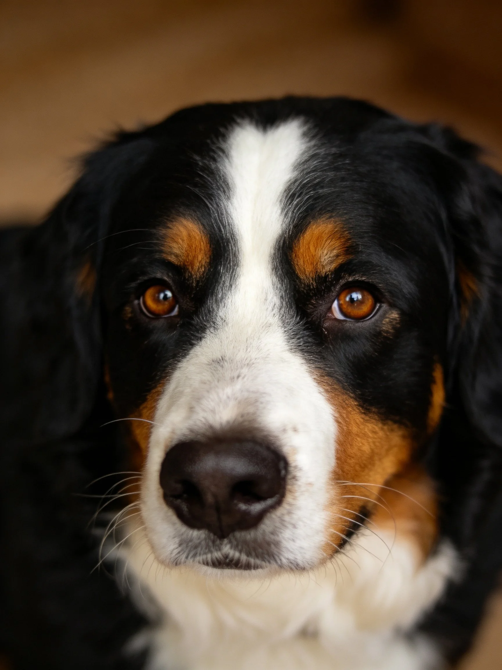 A Bernese Mountain Dog with black, white, and tan fur