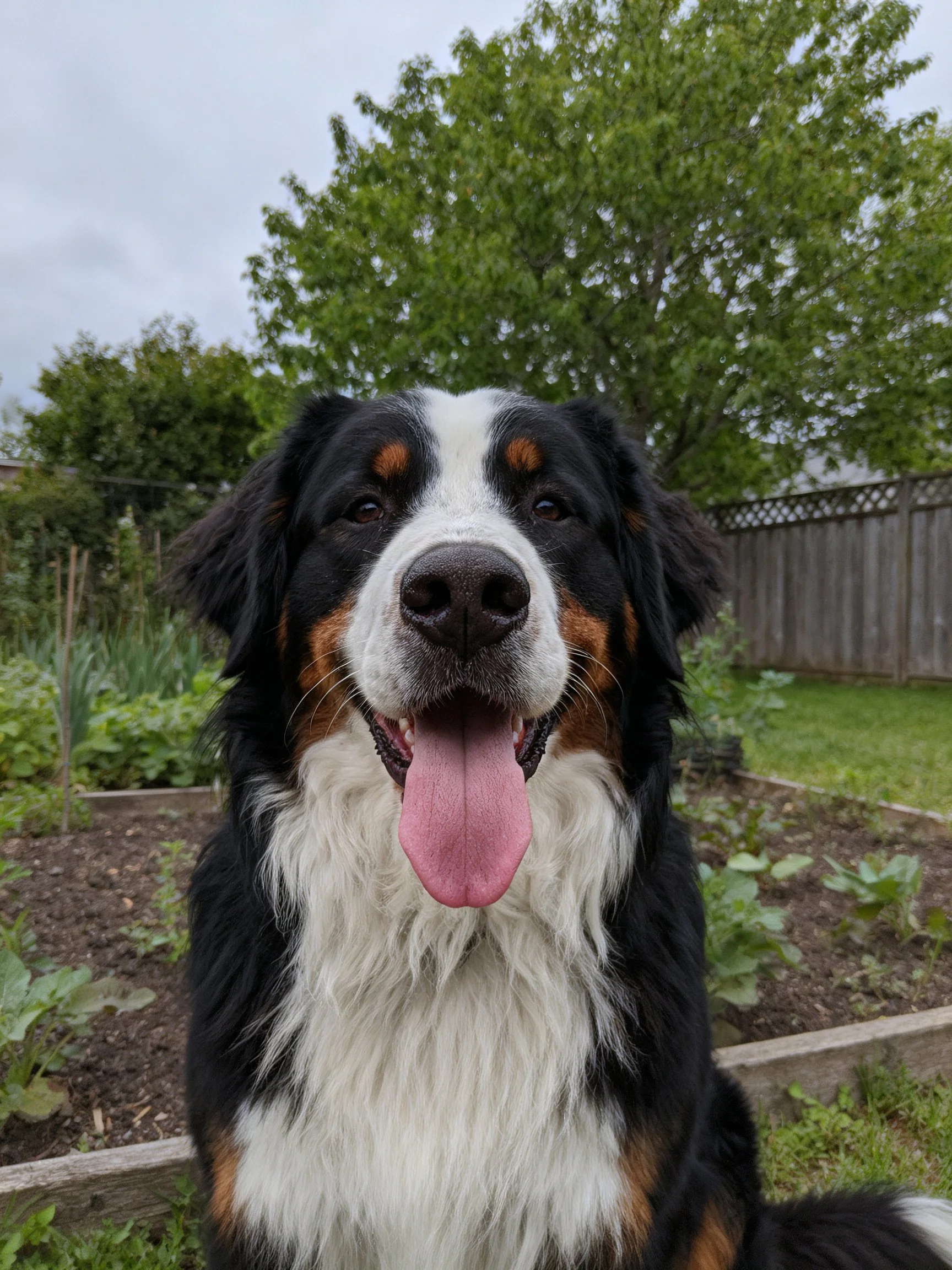 A Bernese Mountain Dog with tri-color fur in a garden