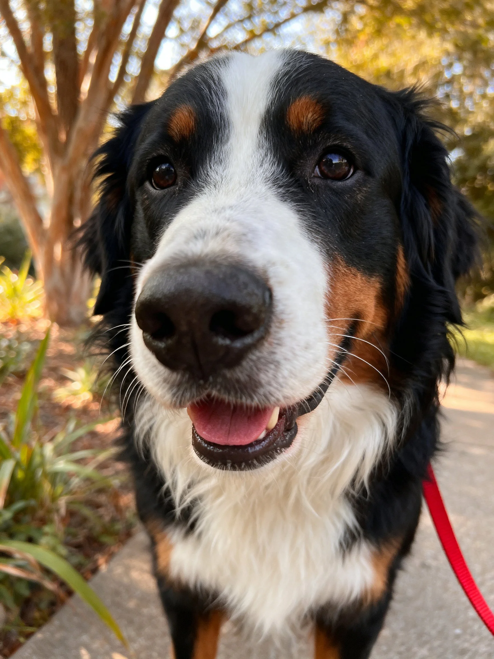 A Bernese Mountain Dog with tri - colored fur and red leash in a sunlit park