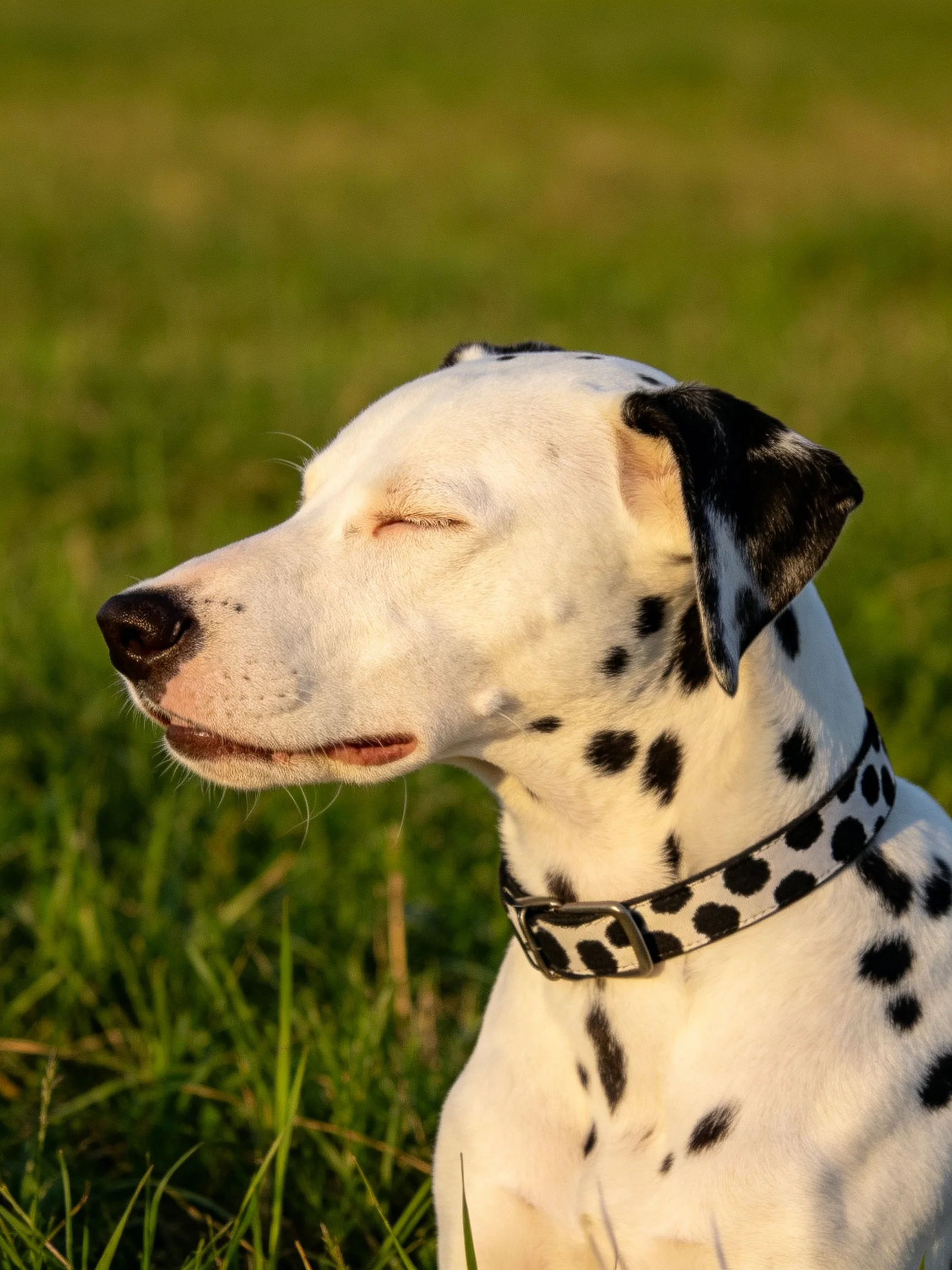A Dalmatian dog resting with eyes closed on green grass