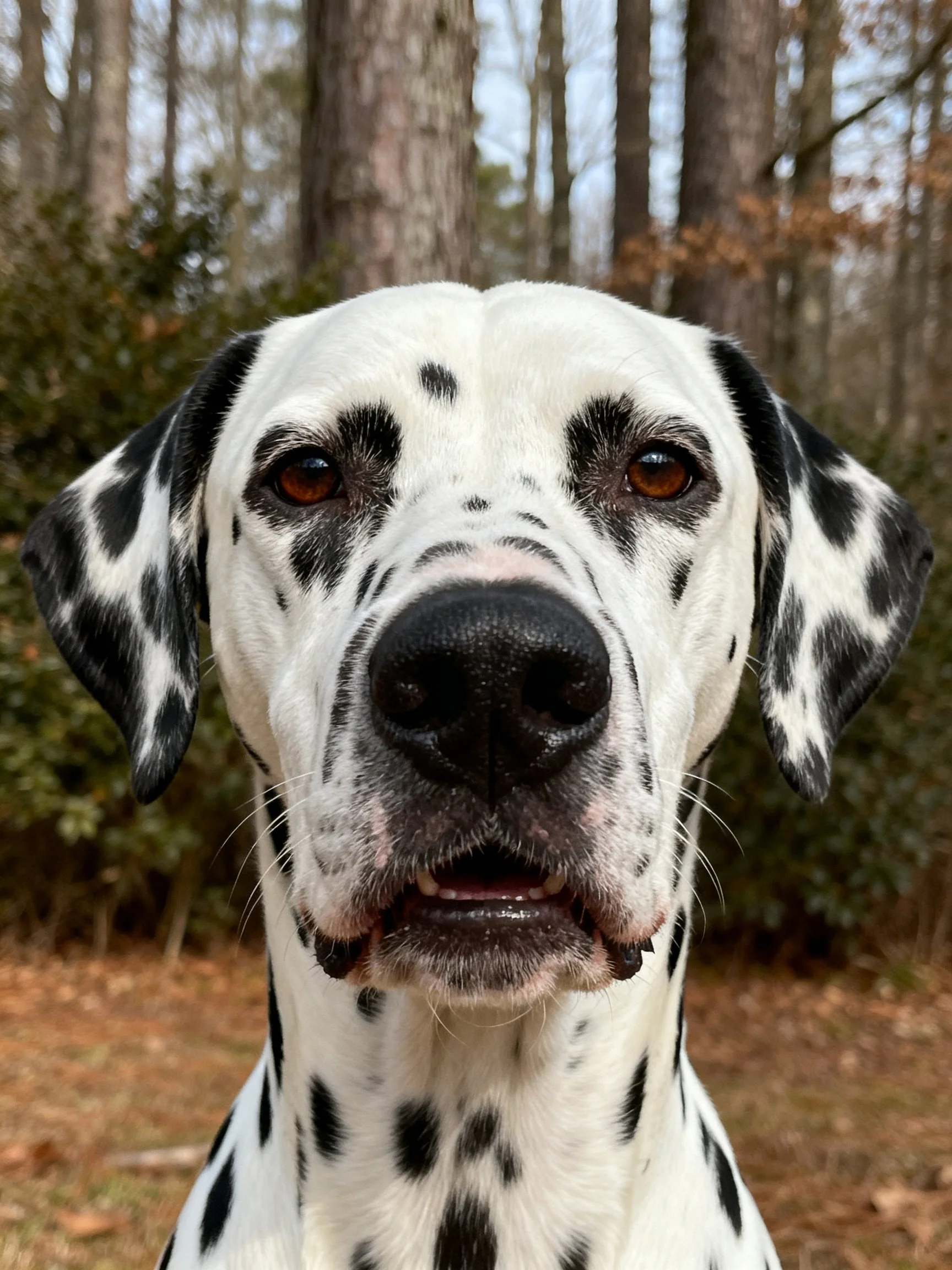 A Dalmatian dog with black and white spots in a wooded area