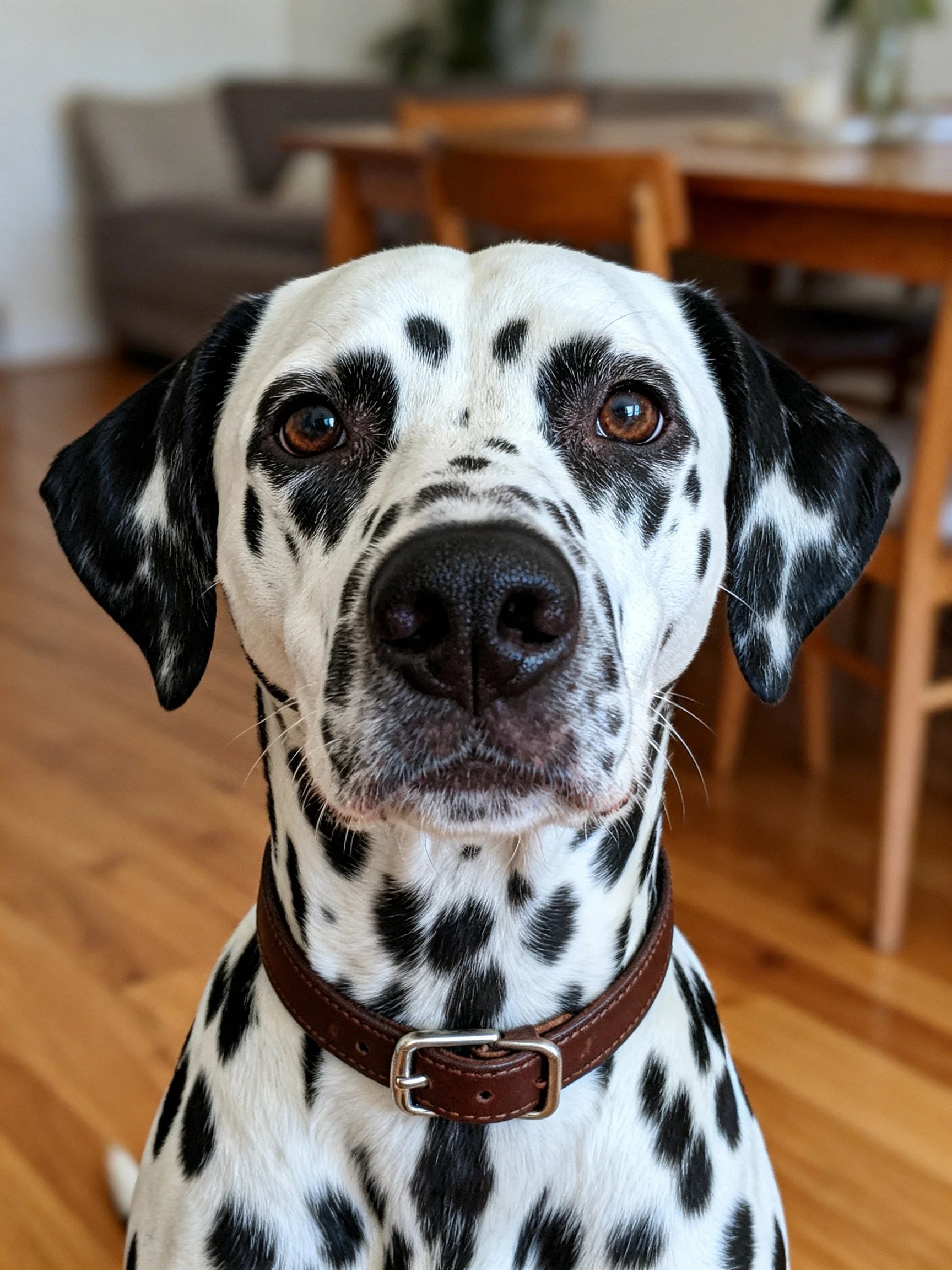A Dalmatian dog with black spots sits indoors near wooden furniture.
