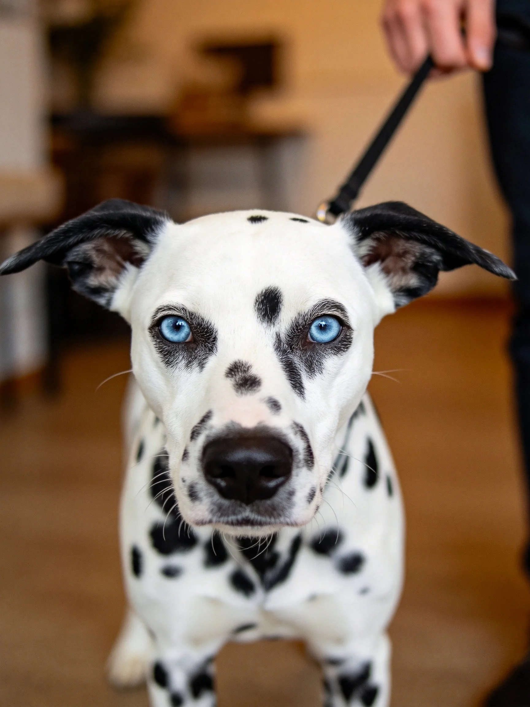 A Dalmatian dog with vivid blue eyes and black spots