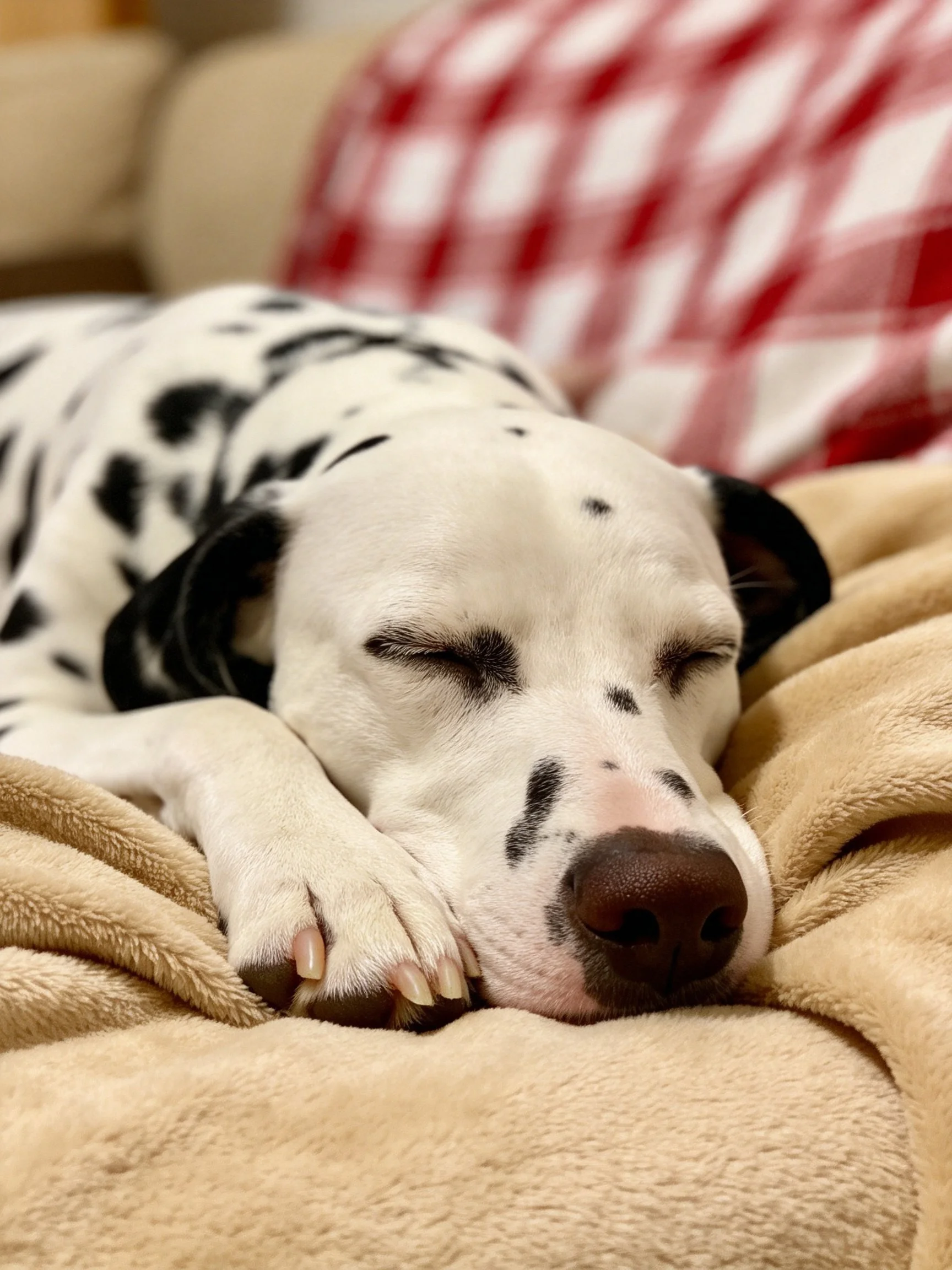 A Dalmatian sleeps comfortably on a soft blanket next to a red-checkered pillow.
