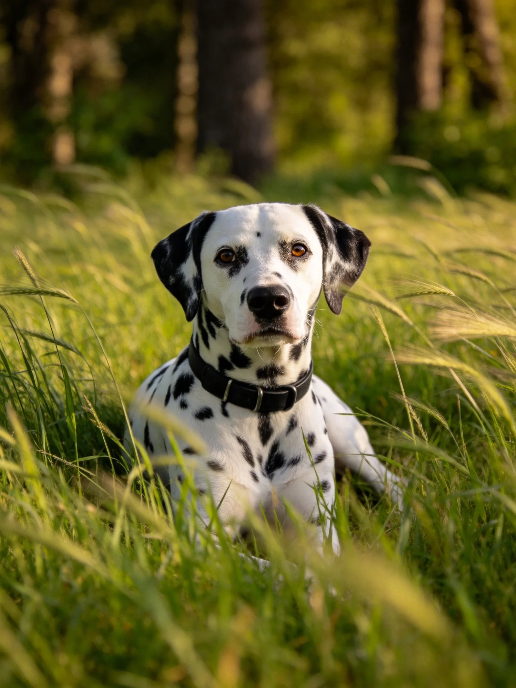 A Dalmatian rests amid tall green grass near forested trees