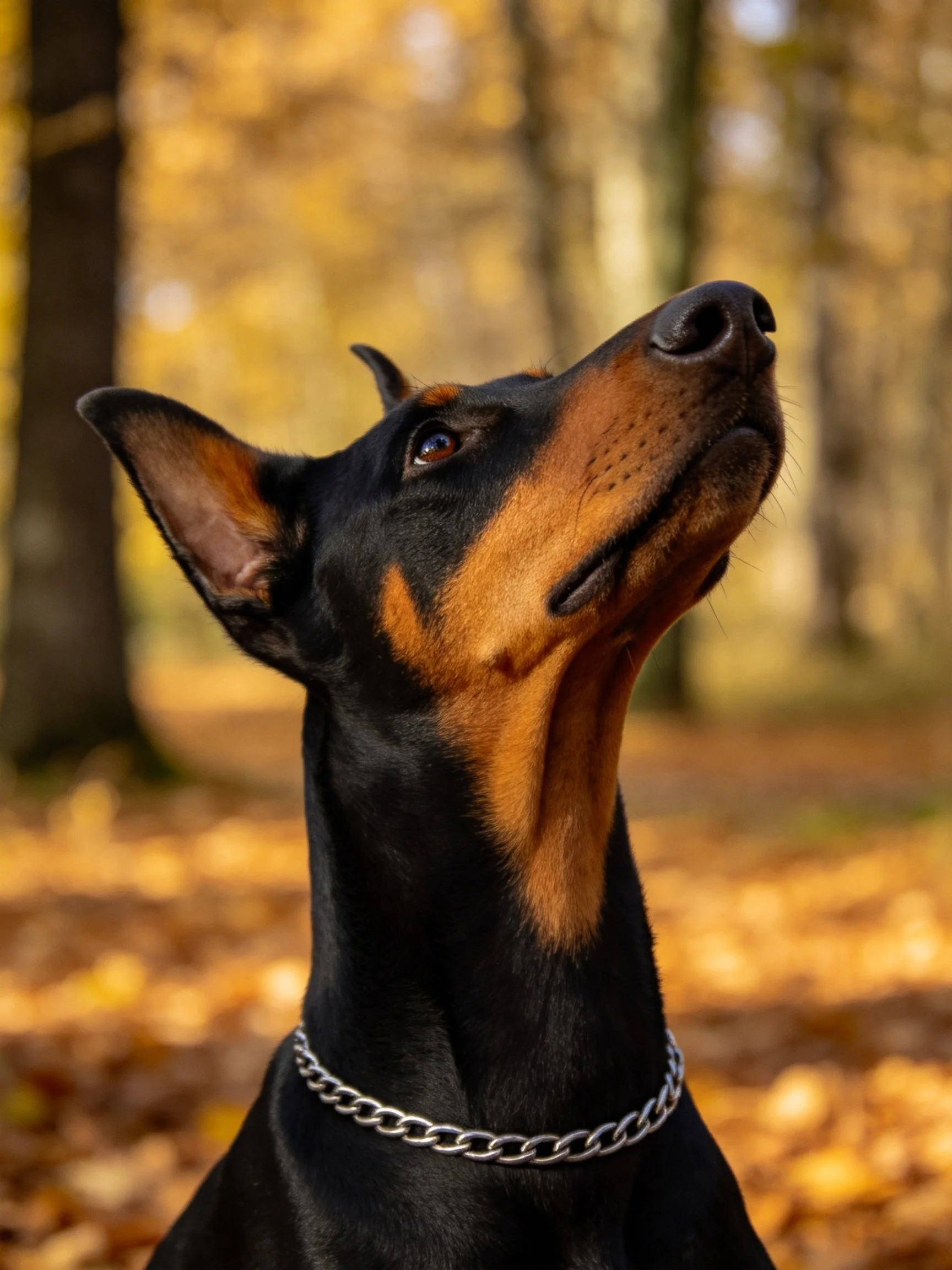 A Doberman Pinscher gazes upward in an autumn forest setting.
