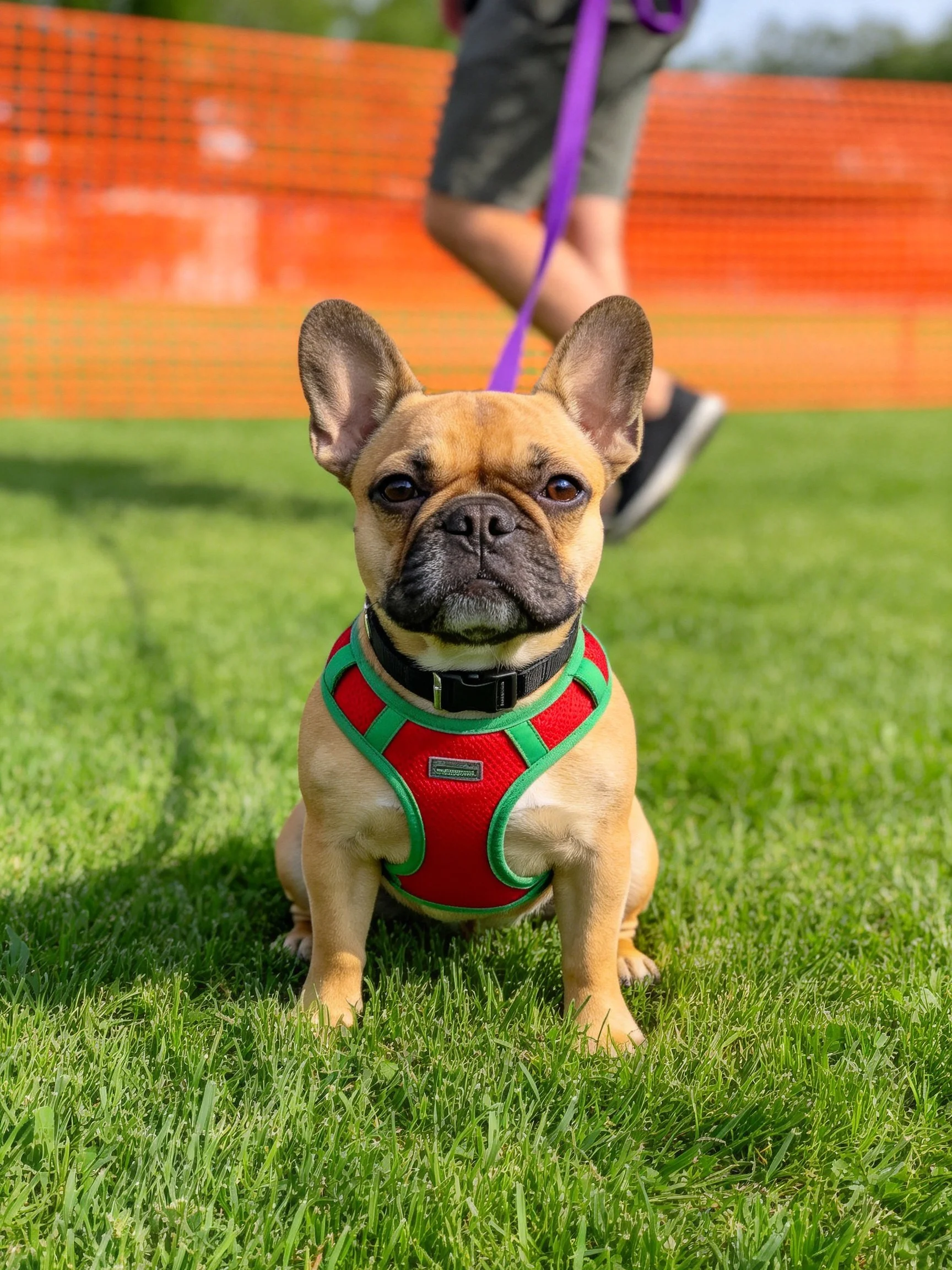 A French Bulldog wearing a red-green harness sits on green grass near a person.