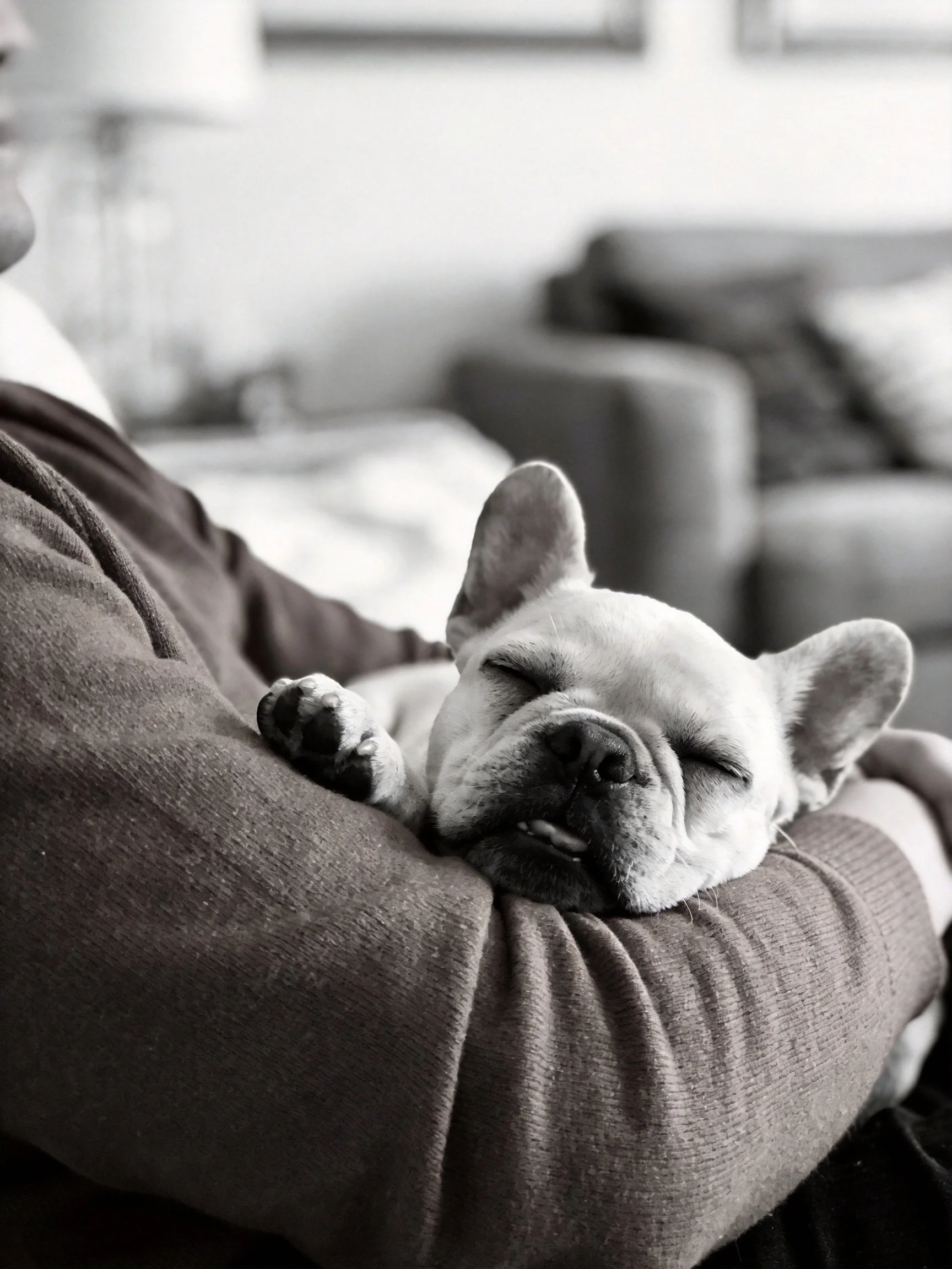 A French bulldog sleeps comfortably in someone’s arm within a cozy indoor setting.