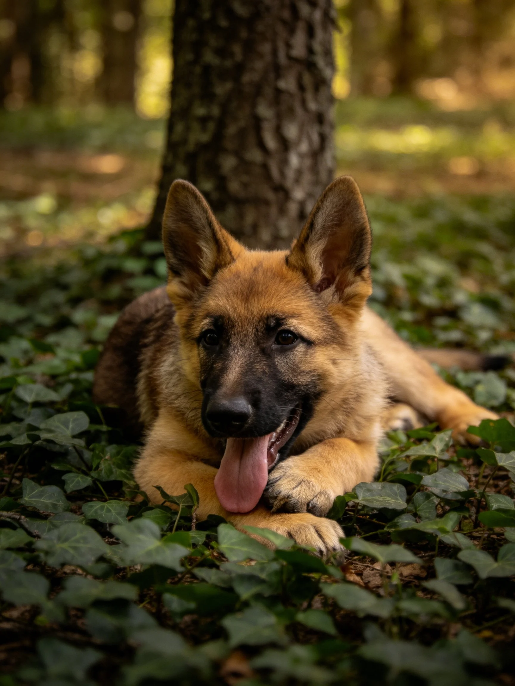 A German Shepherd puppy relaxes on ivy-covered ground near a tree in a sunlit forest.