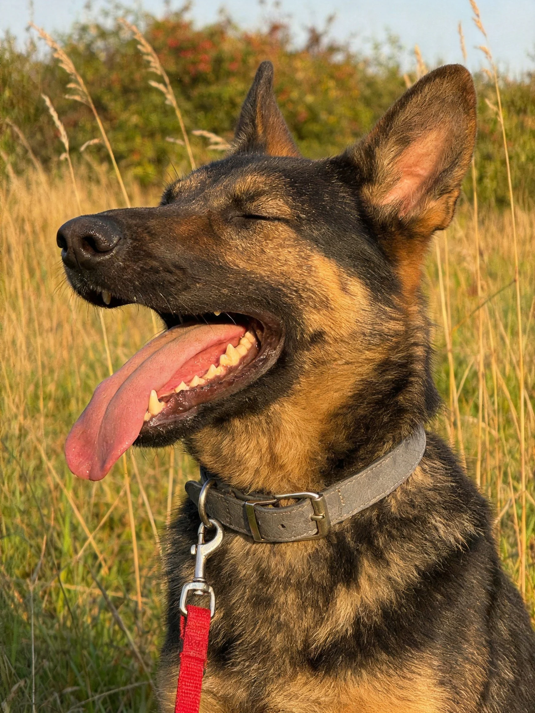 A German Shepherd dog panting in a sunlit grassy field with a collar