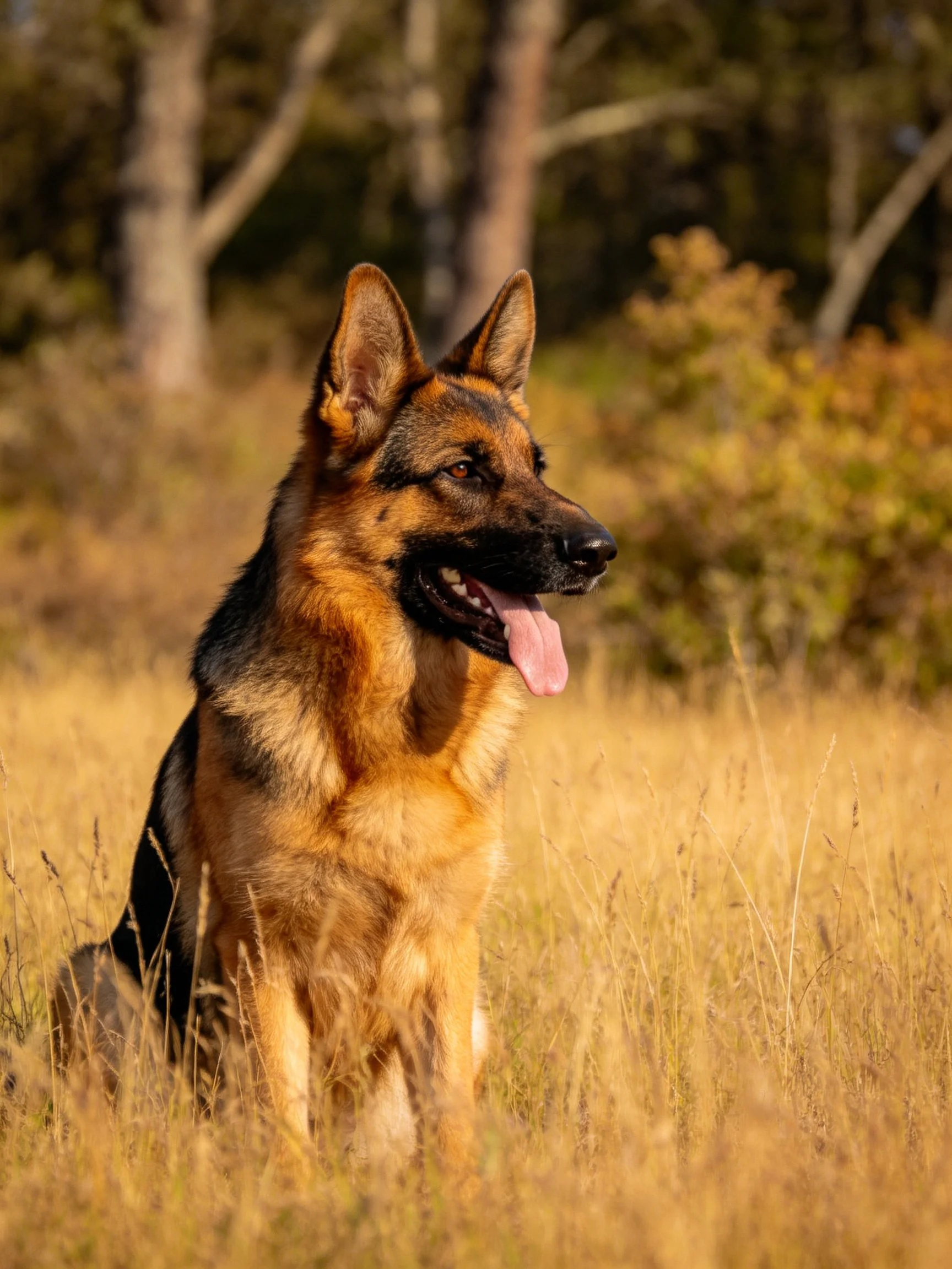 A German Shepherd dog sits calmly in golden grass with trees in the background.