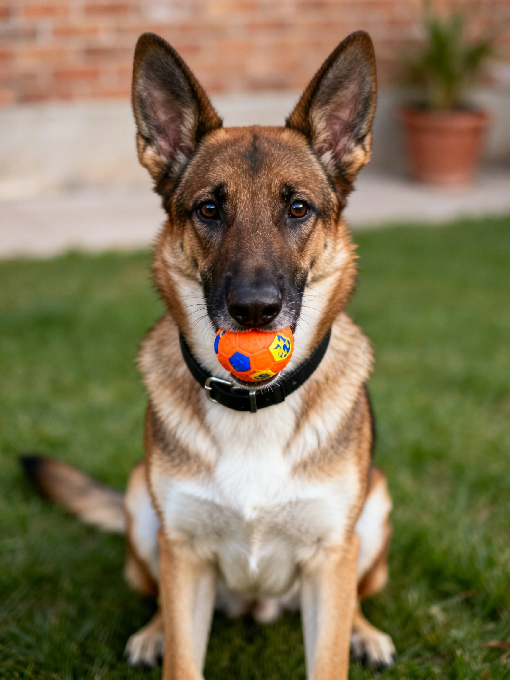 A German Shepherd dog sits on grass while holding an orange ball