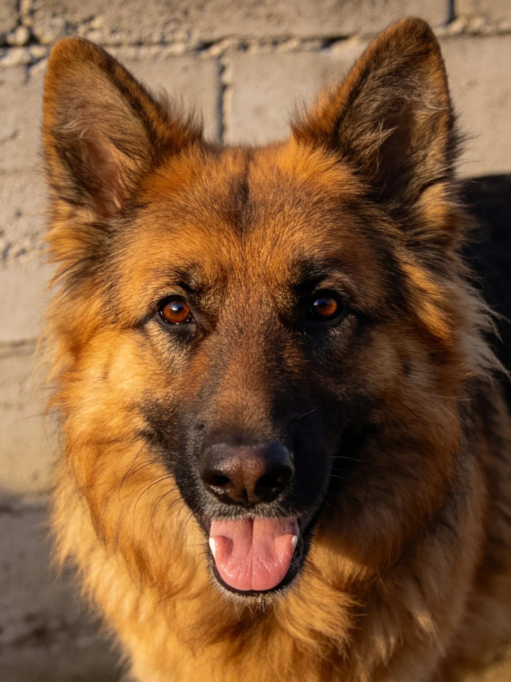 A German Shepherd dog with reddish-brown fur and upright ears