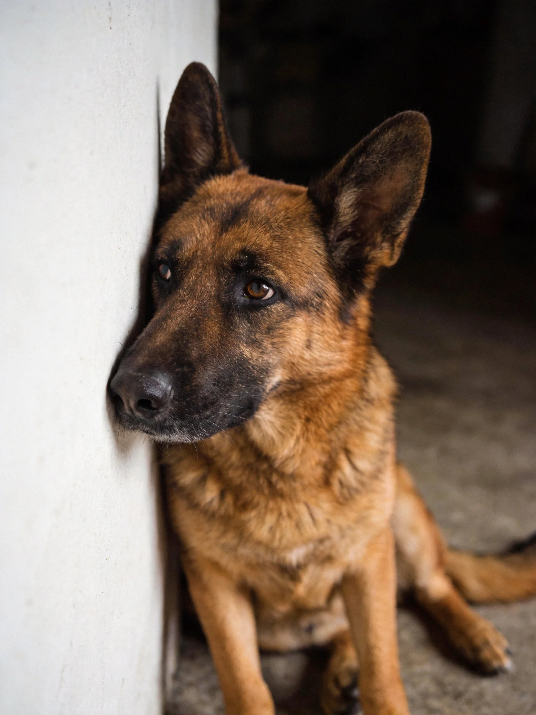 A German Shepherd dog sits calmly next to a white structure in a dimly lit space.