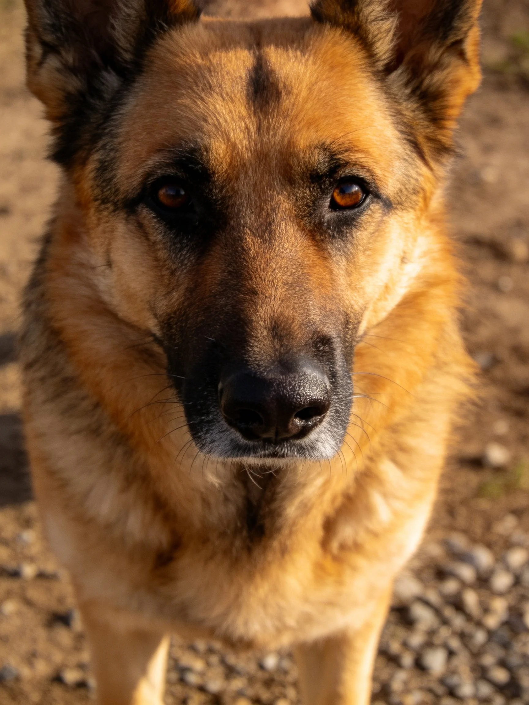 A German Shepherd dog is photographed in a close-up outdoor scene.