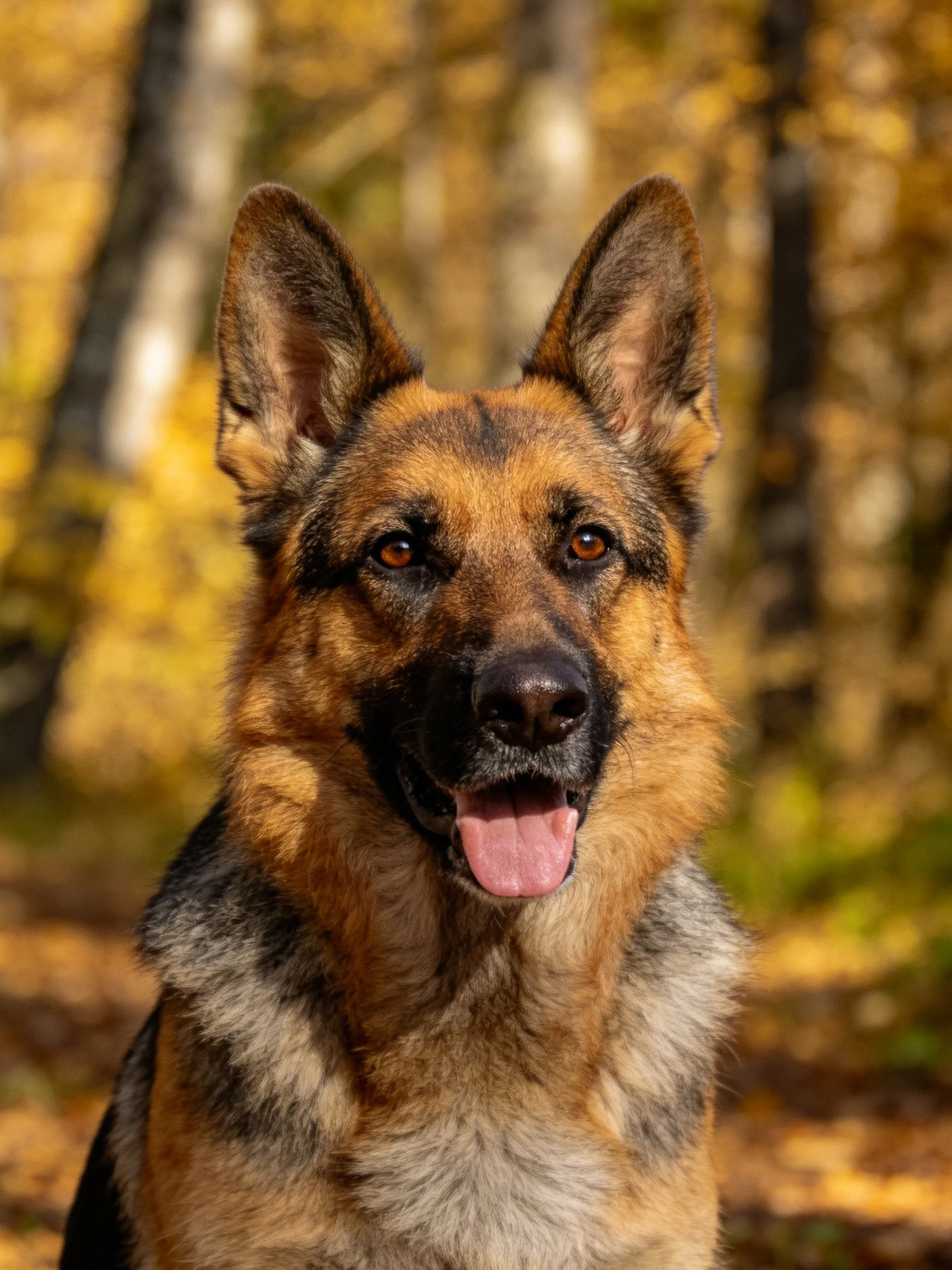 A German Shepherd dog stands in a sunlit autumn forest environment.