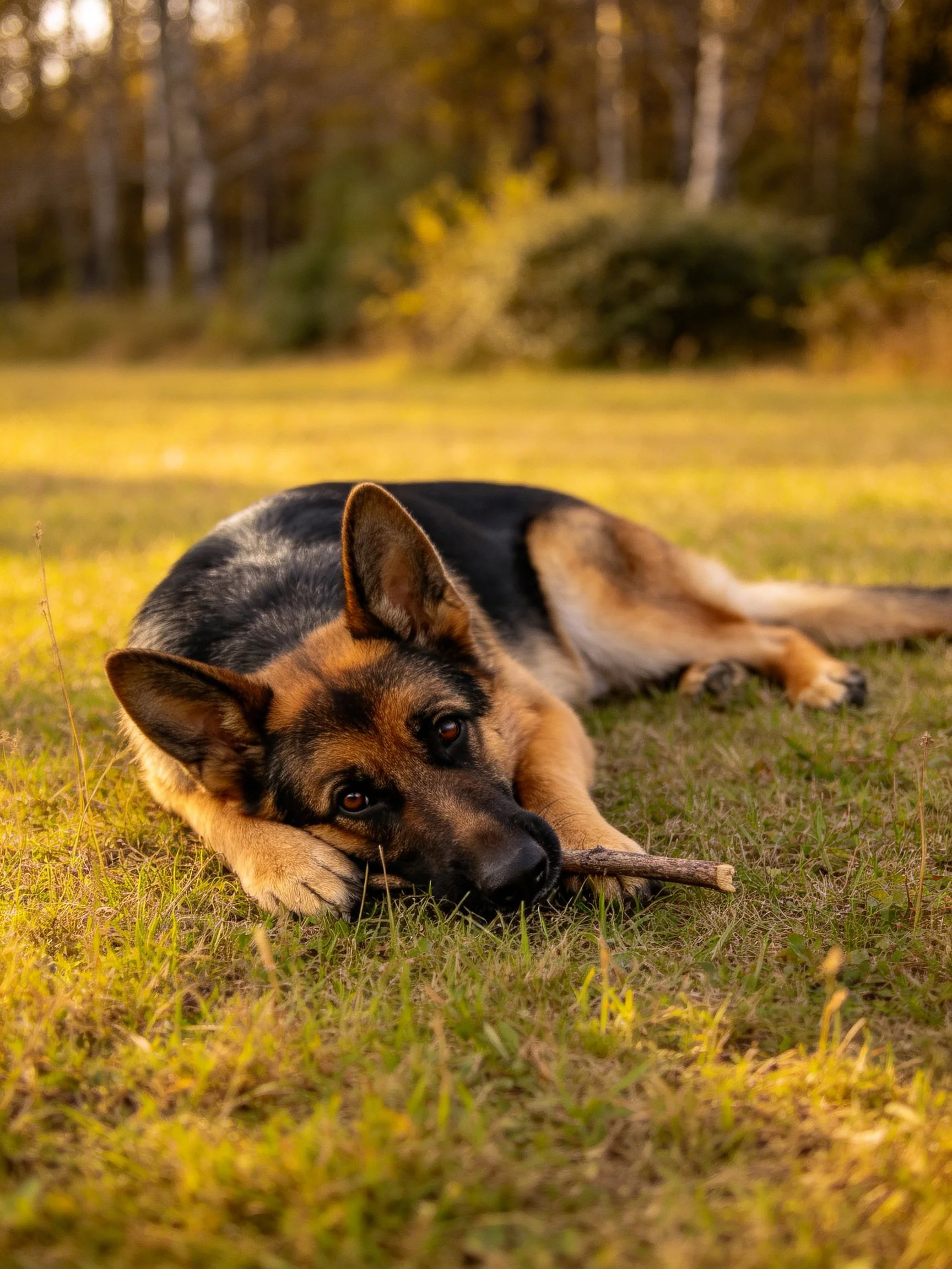 A German Shepherd rests on grass with a stick in a sunlit outdoor setting