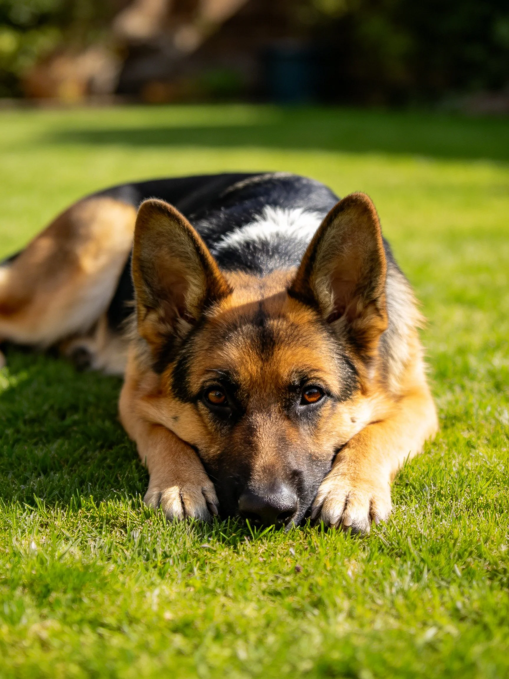 A German Shepherd rests on green grass in a sunlit outdoor area.