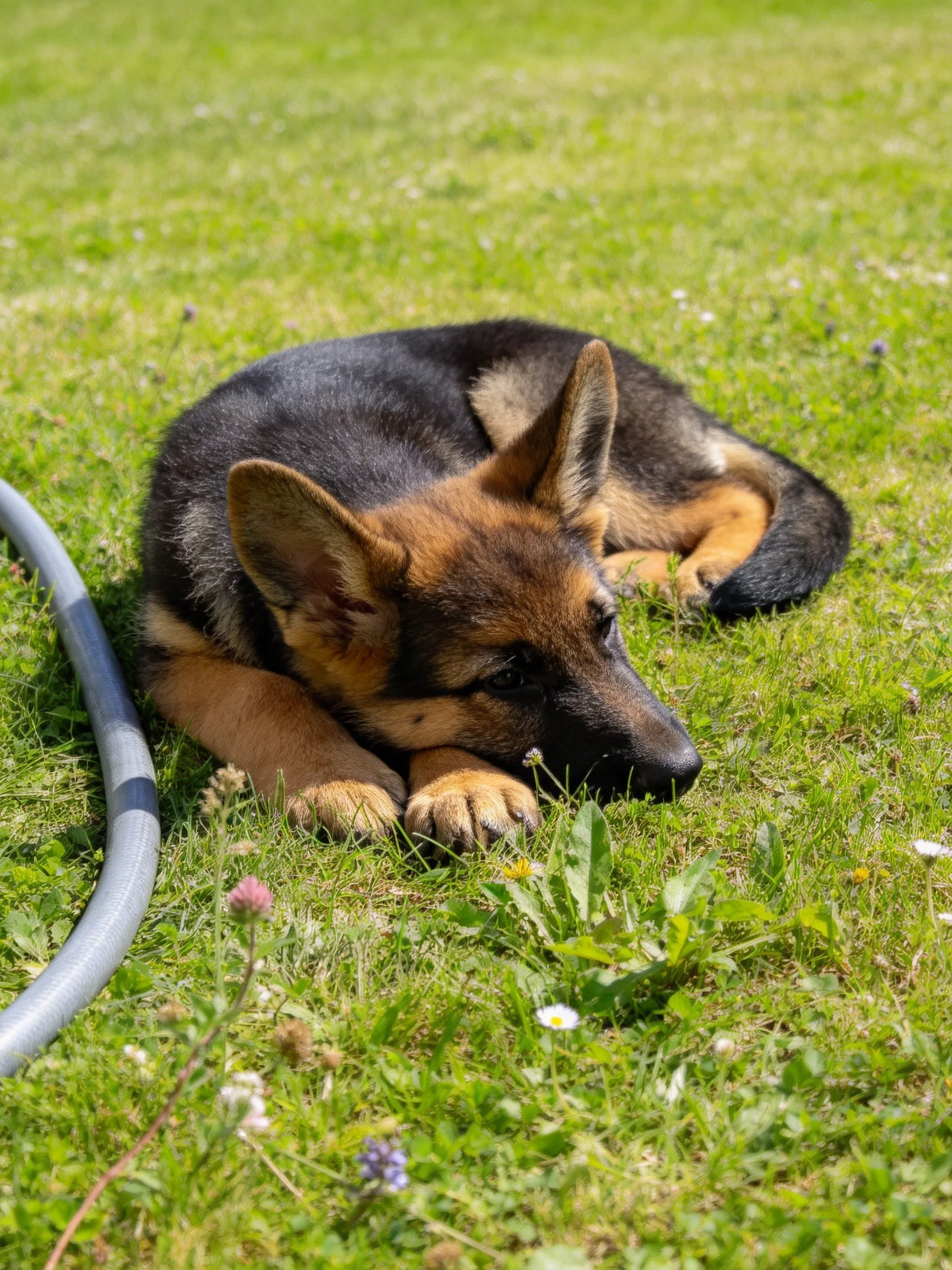 A German Shepherd puppy relaxes on green grass next to a gray hose