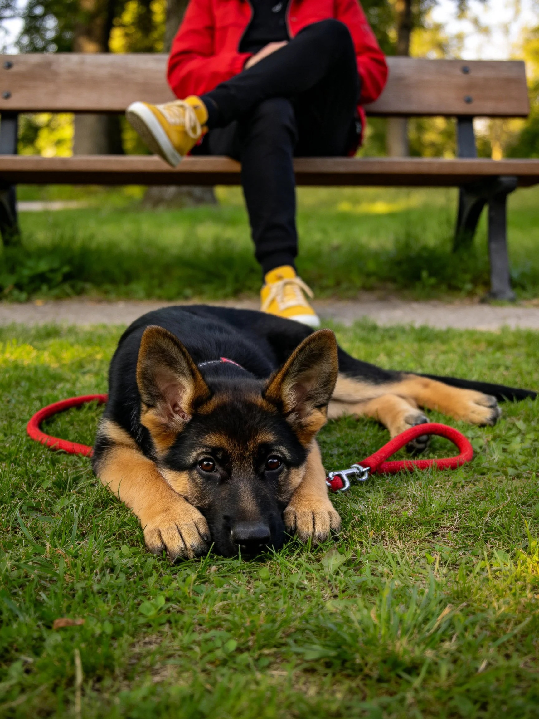A German Shepherd puppy relaxes on grass next to a person seated on a park bench.