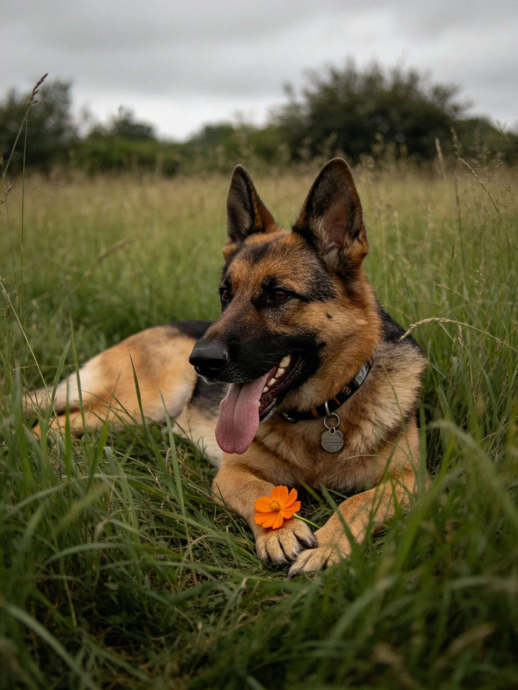 A German Shepherd relaxes in lush green grass beside an orange flower
