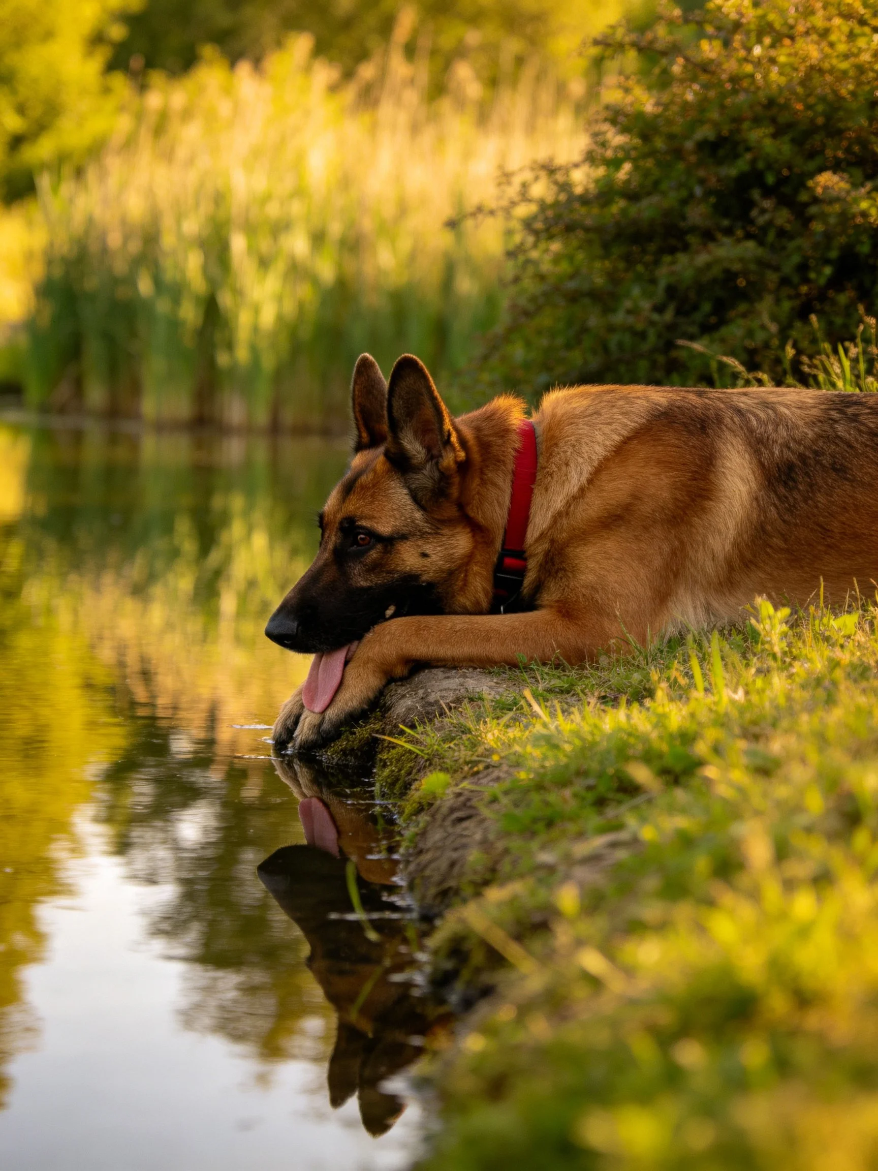 A German Shepherd relaxes near a calm pond in a sunlit natural setting.
